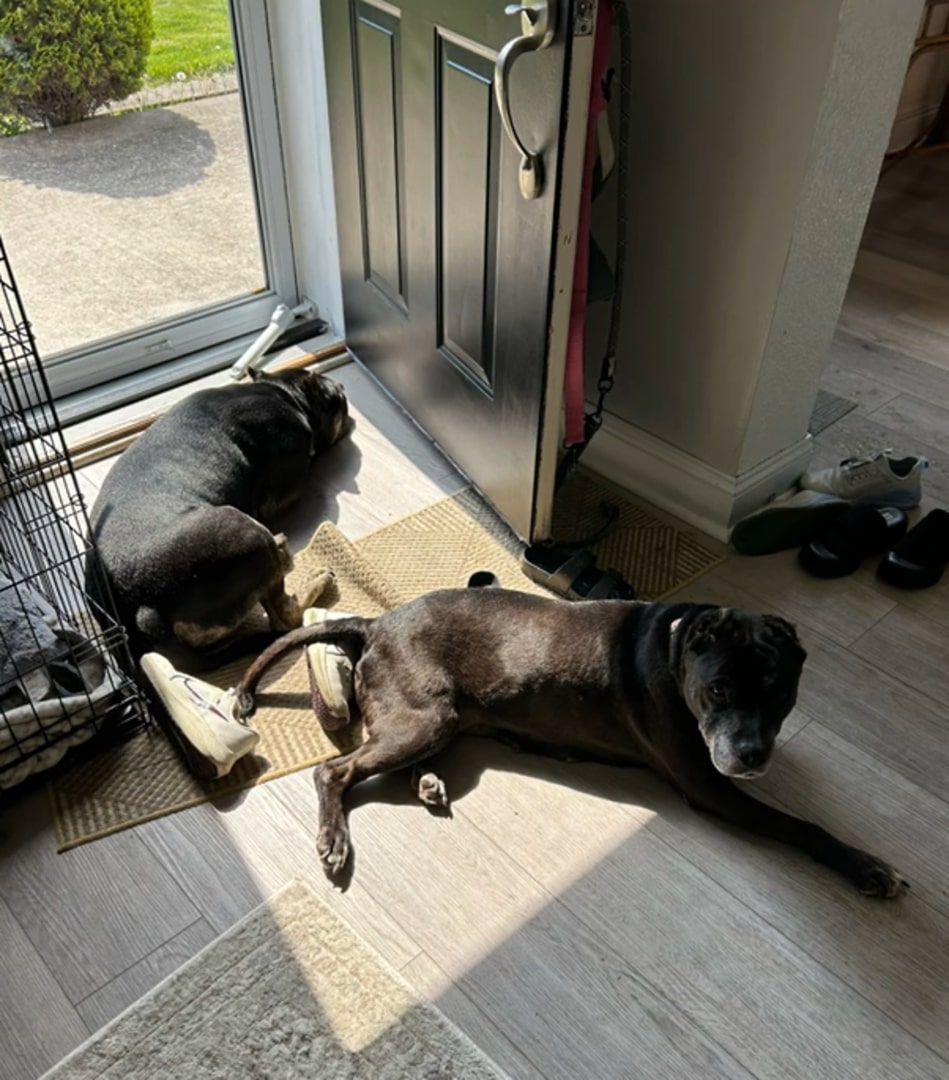two black dogs laying down