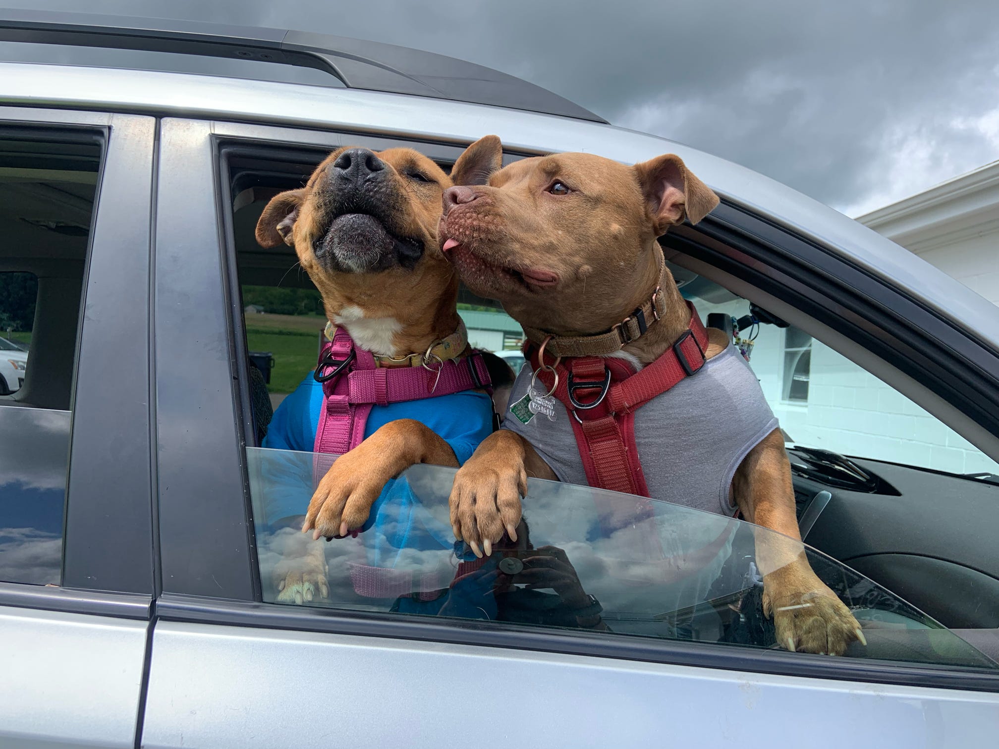 two dogs looking through car window