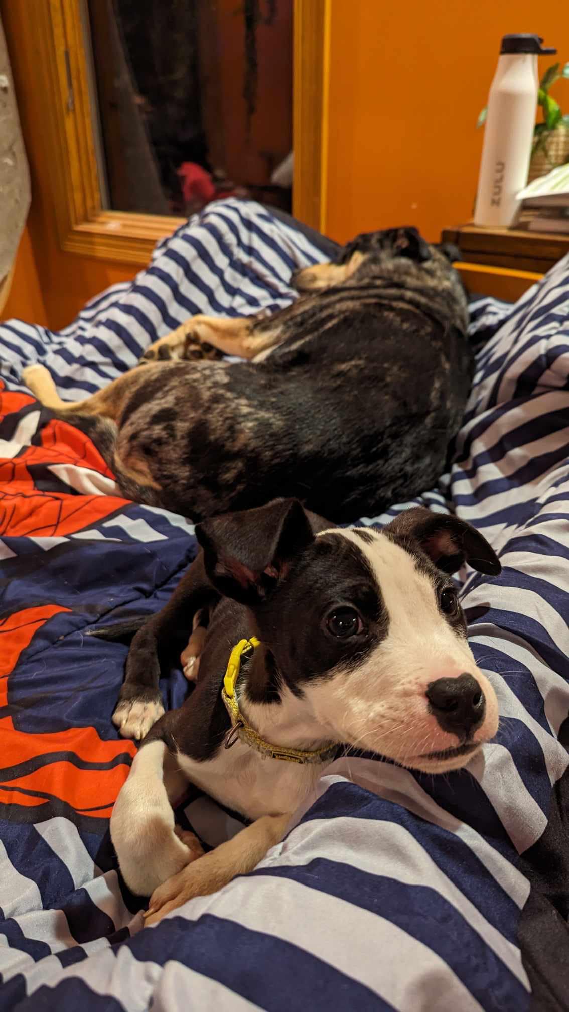 two dogs lying in bed