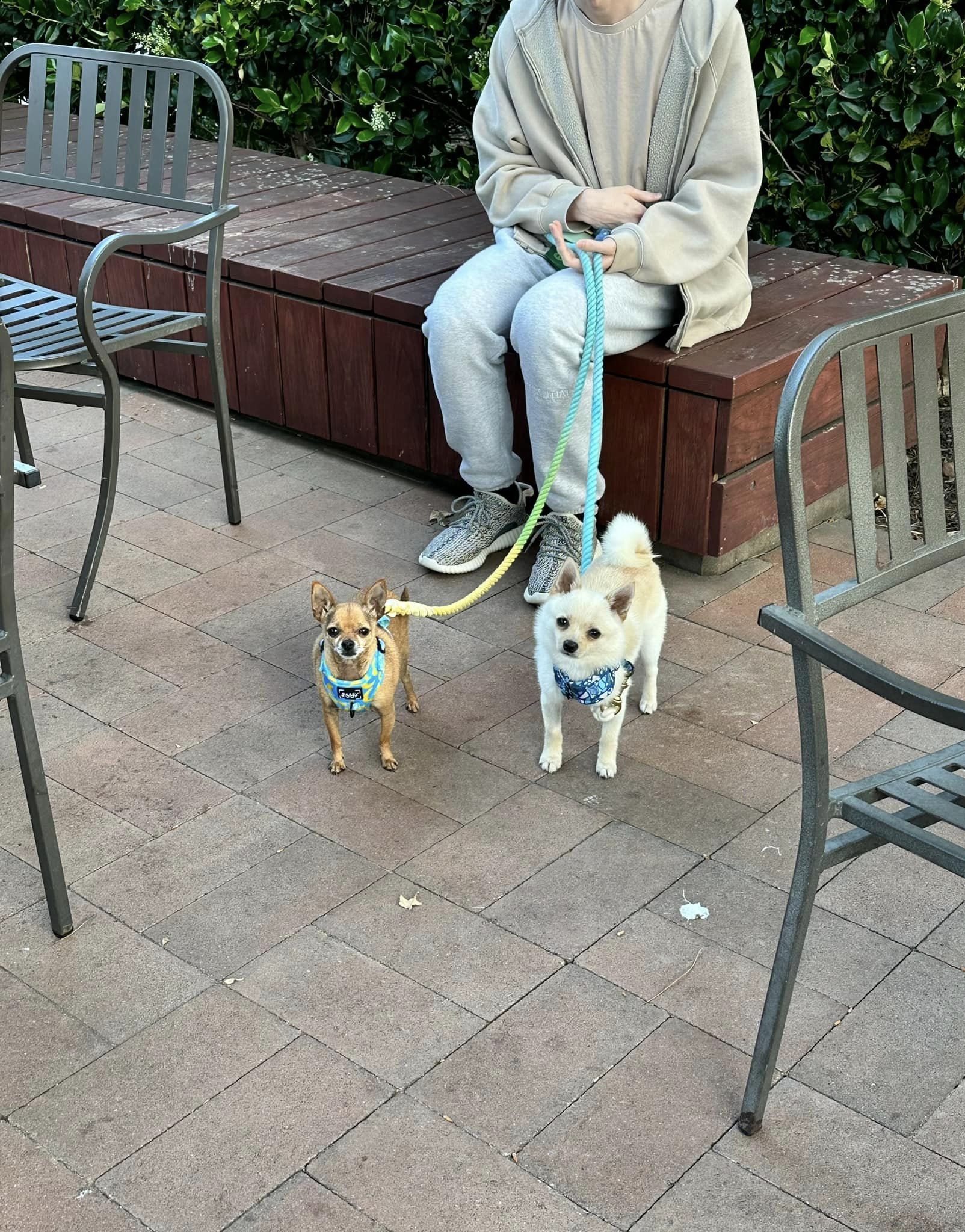 two dogs on a leash