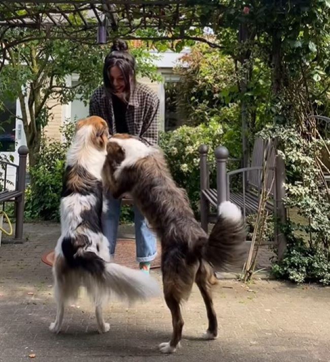 two dogs playing with owner
