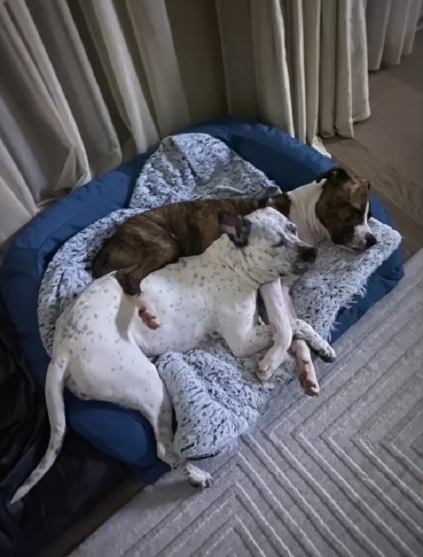 two dogs sleeping next to each other