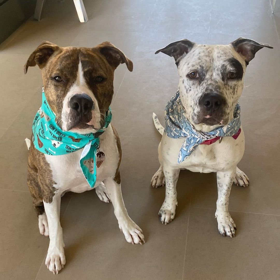 two dogs wearing bandanas