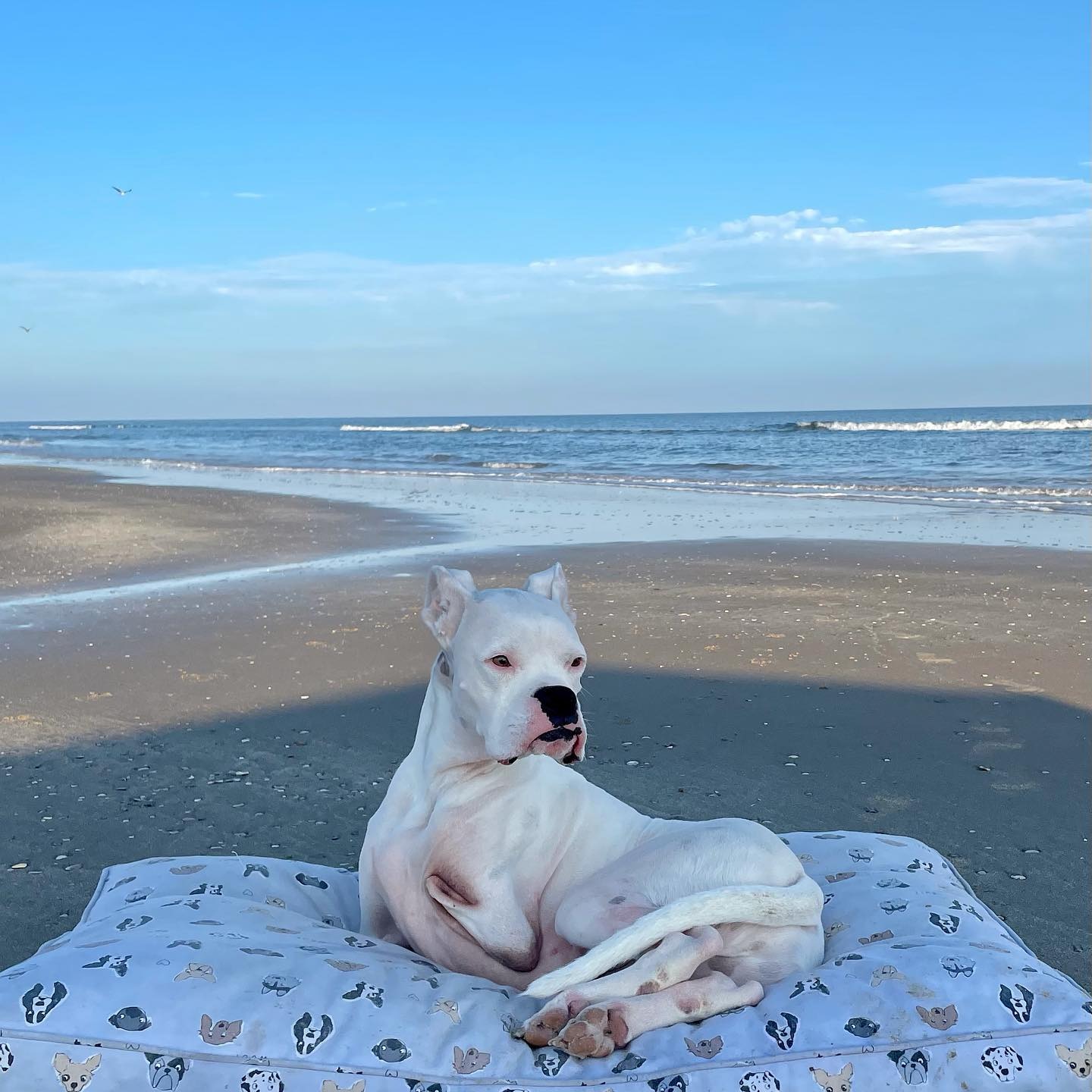 two legged dog enjoying the beach