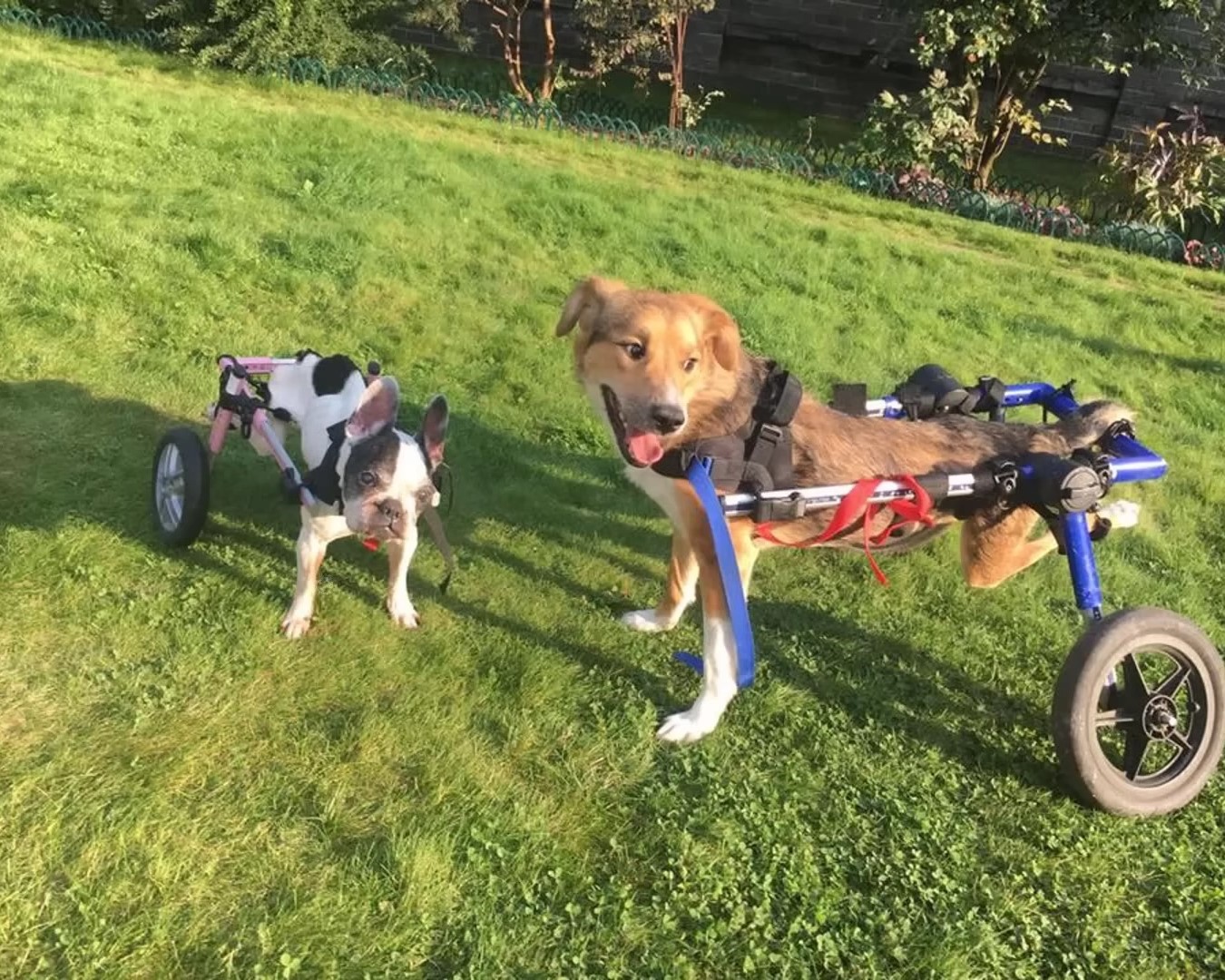 two paralyzed dogs