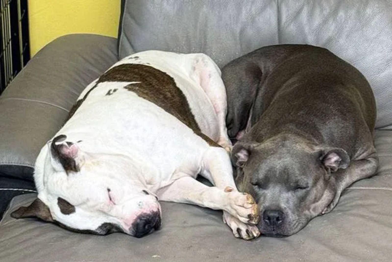 two pitbulls mix sisters taking a nap side by side on a couch
