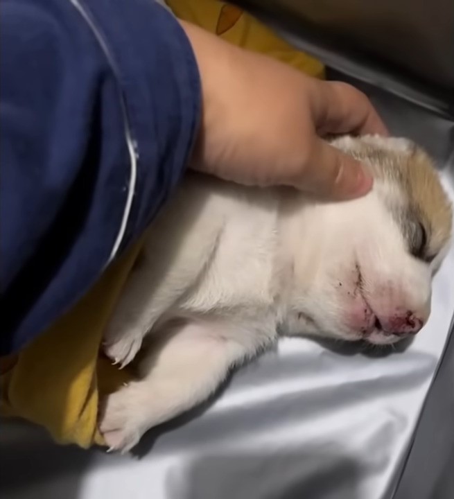veterinarian checking sleeping puppy