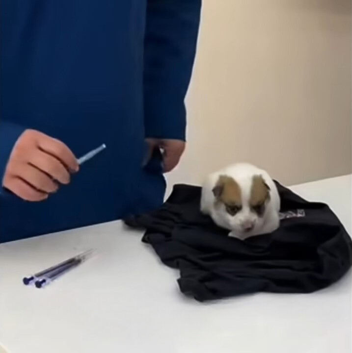 veterinarian helping puppy