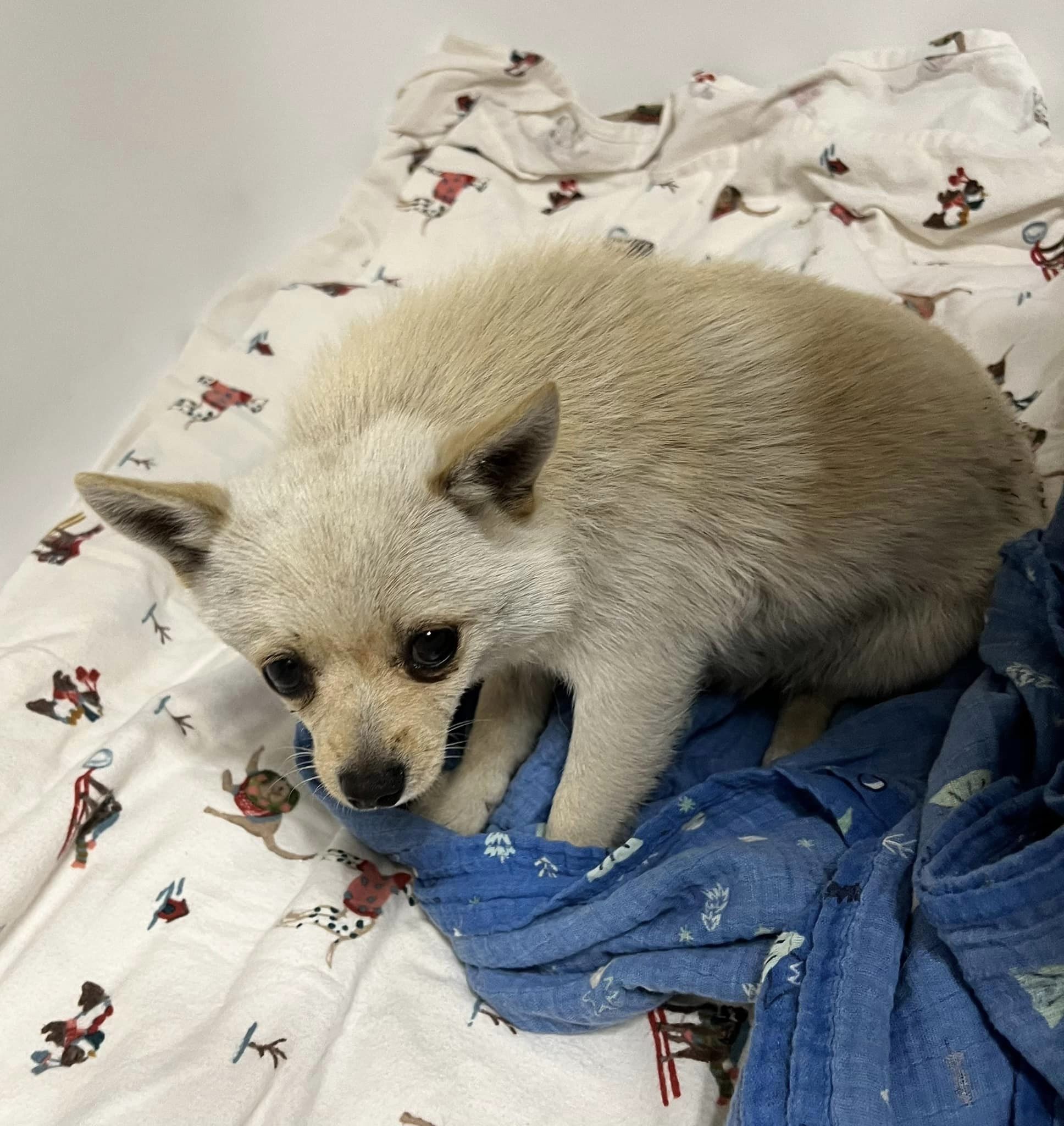 white dog laying in a bed