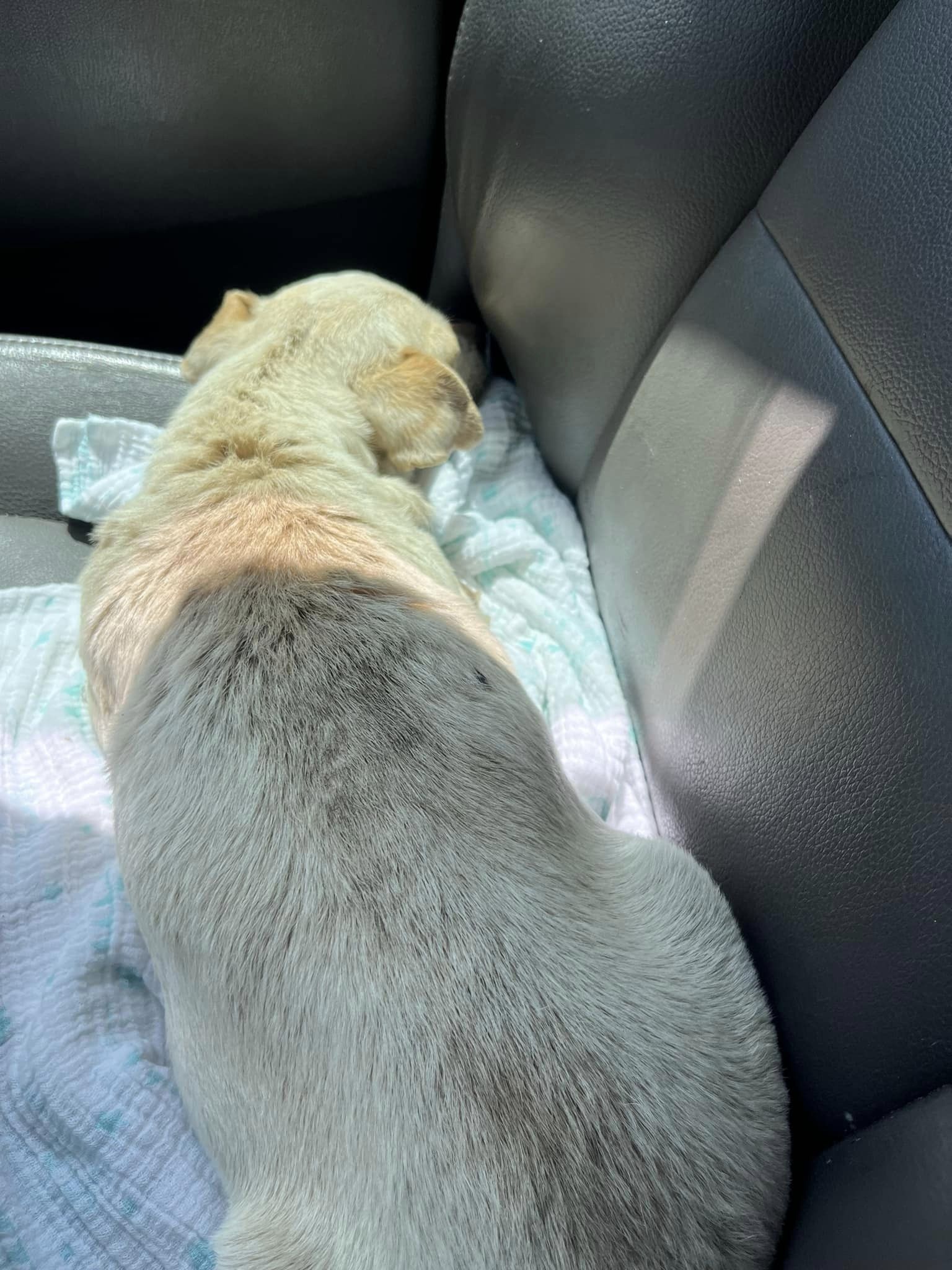 white dog laying in car
