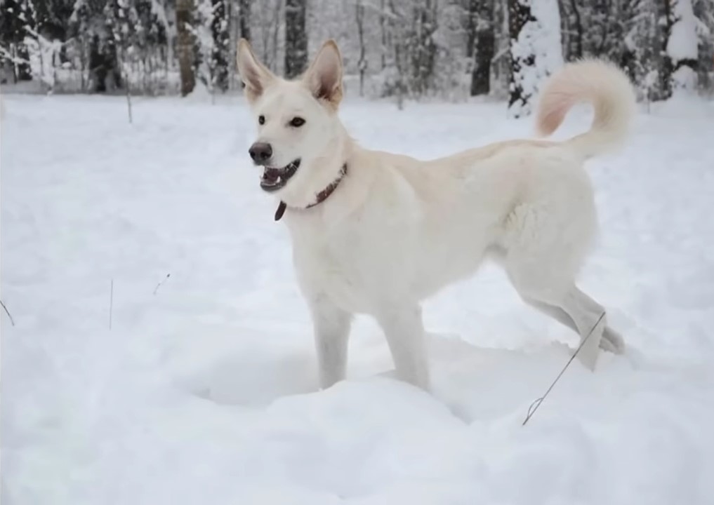 white dog on the snow