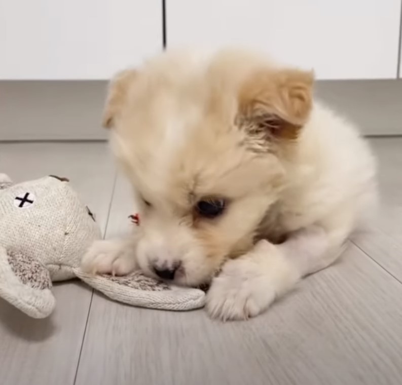 white puppy and toy