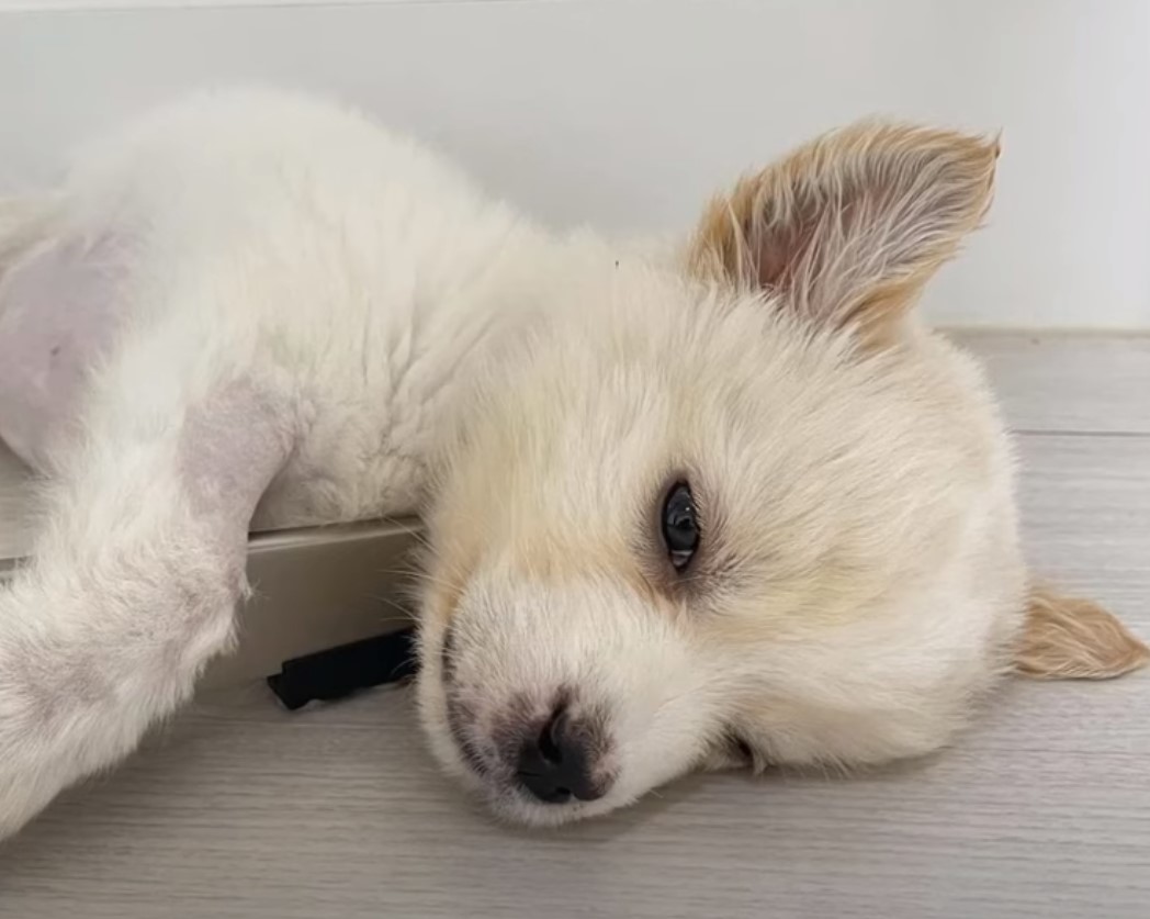 white puppy laying down
