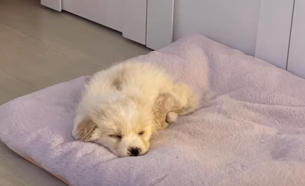 white puppy sleeping