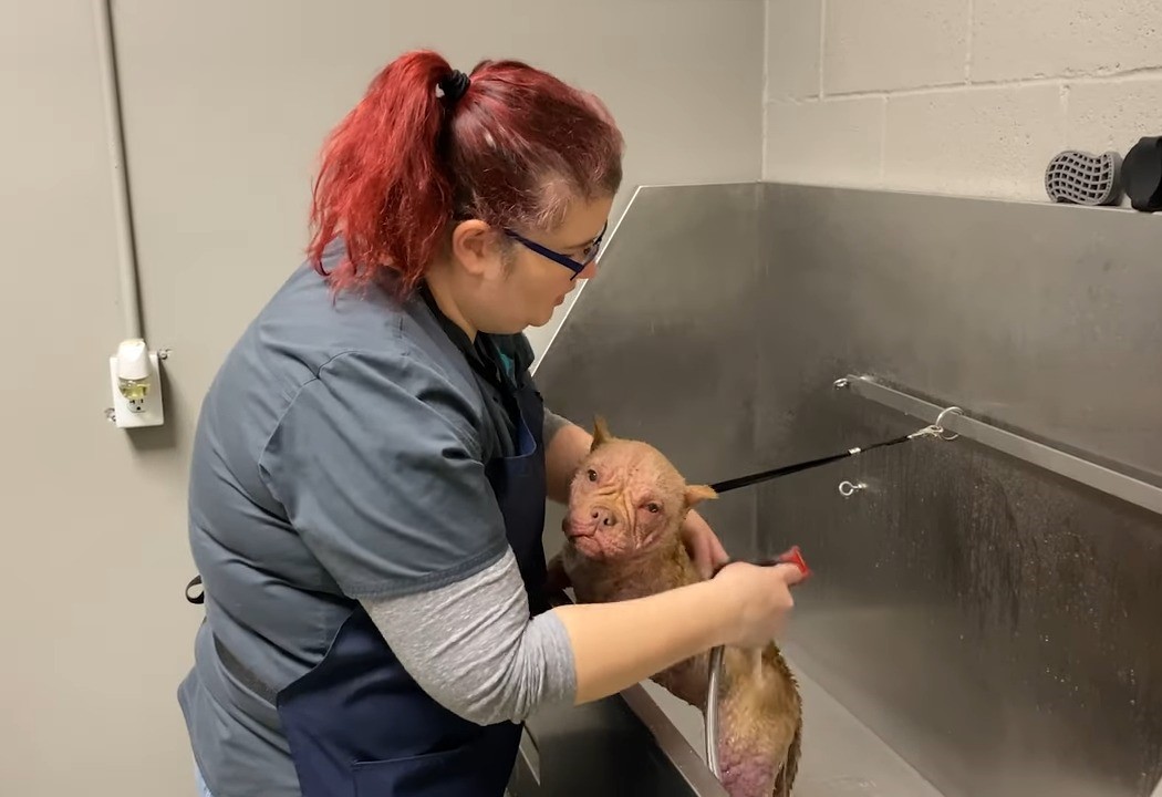 woman bathing a small dog