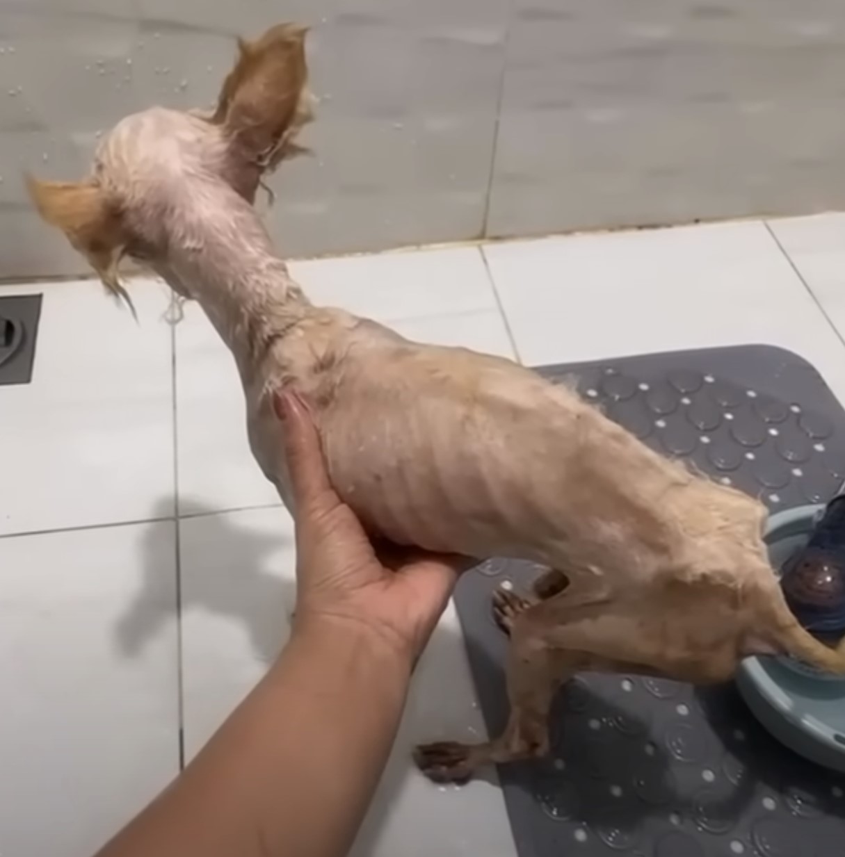 woman bathing skinny dog