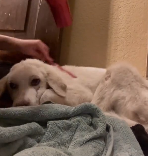 woman brushing the puppy