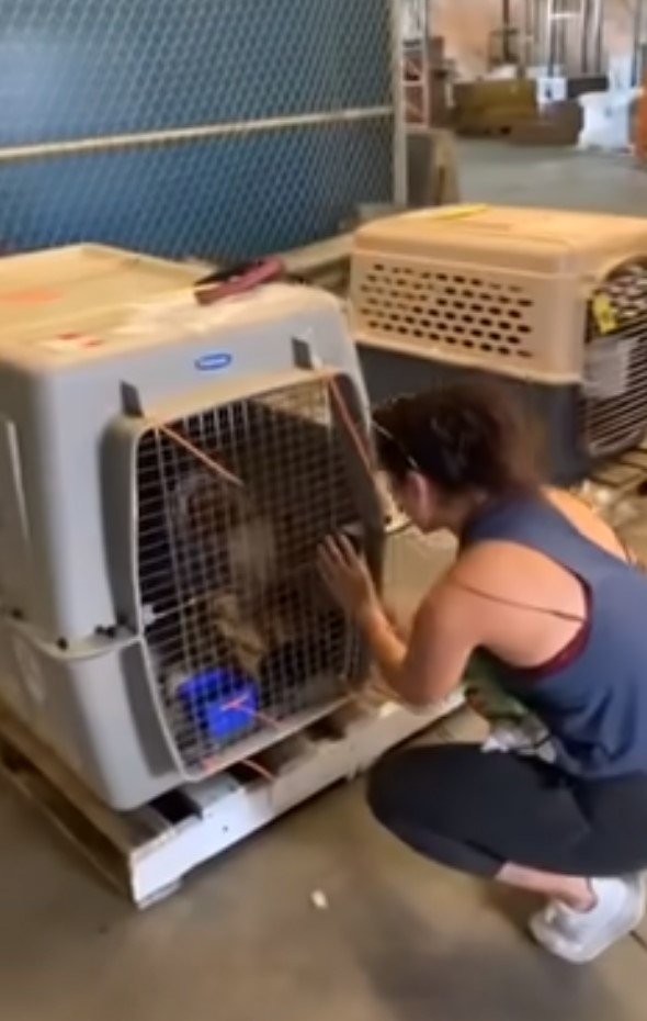 woman opening the kennel