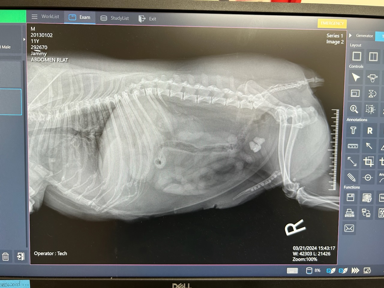 x-ray photo of the chubby pup