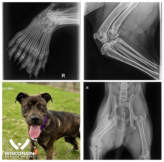 x-ray photos of dog