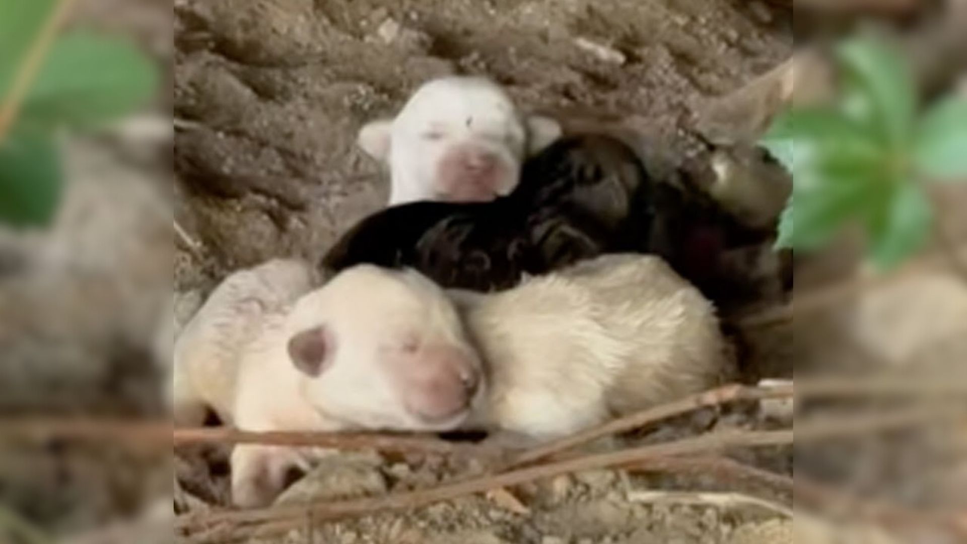 4 New-Born Puppies Were Hugging Their Motionless Mom, Begging Her To Wake Up