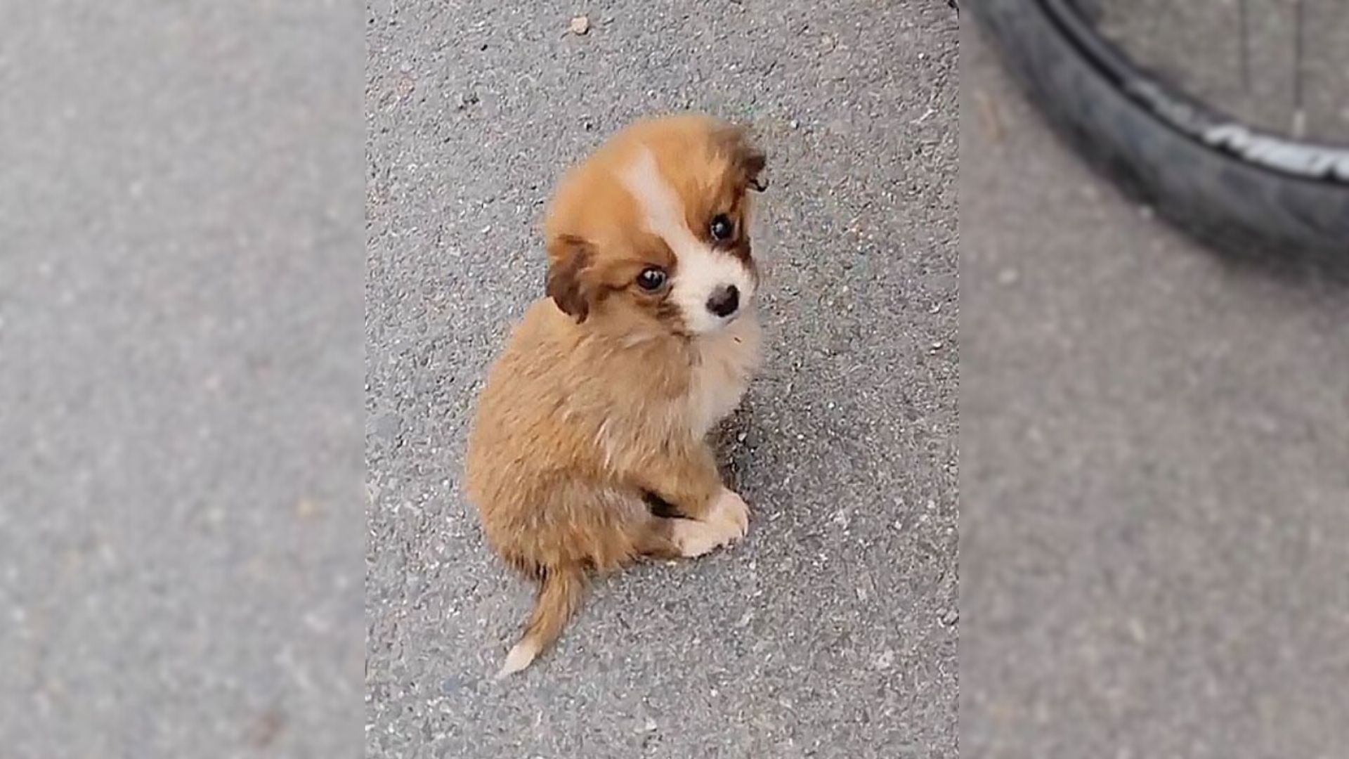 This Stray Puppy Looked So Lost But Then A Cyclist Saw Him And Came To His Aid