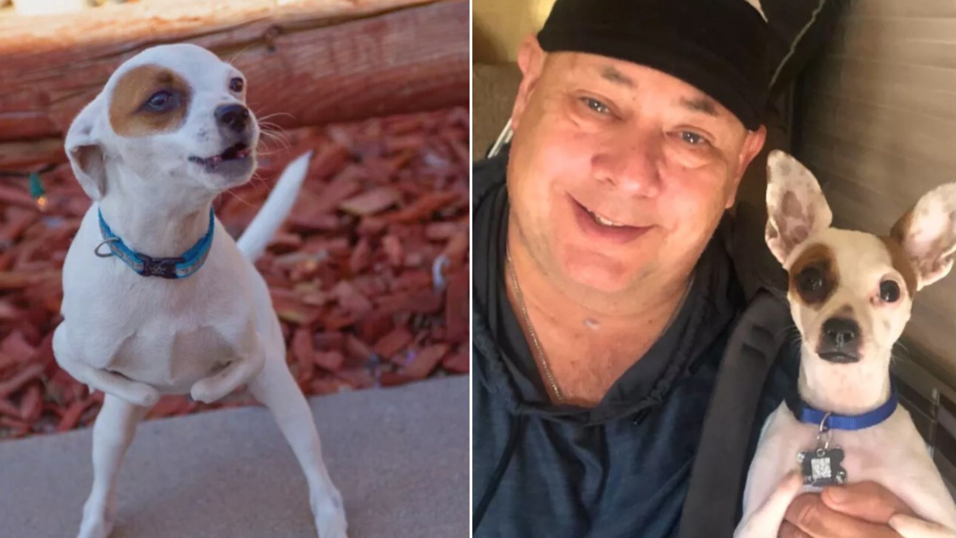 A Disabled Dog Started Whining For His Owner, His Cries Saved This Man’s Life