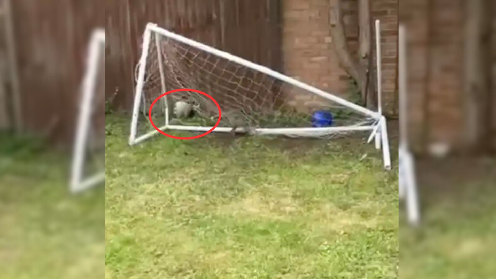 A Fluffy Cub Entangled In A Soccer Net Forced Rescuers To React Quickly