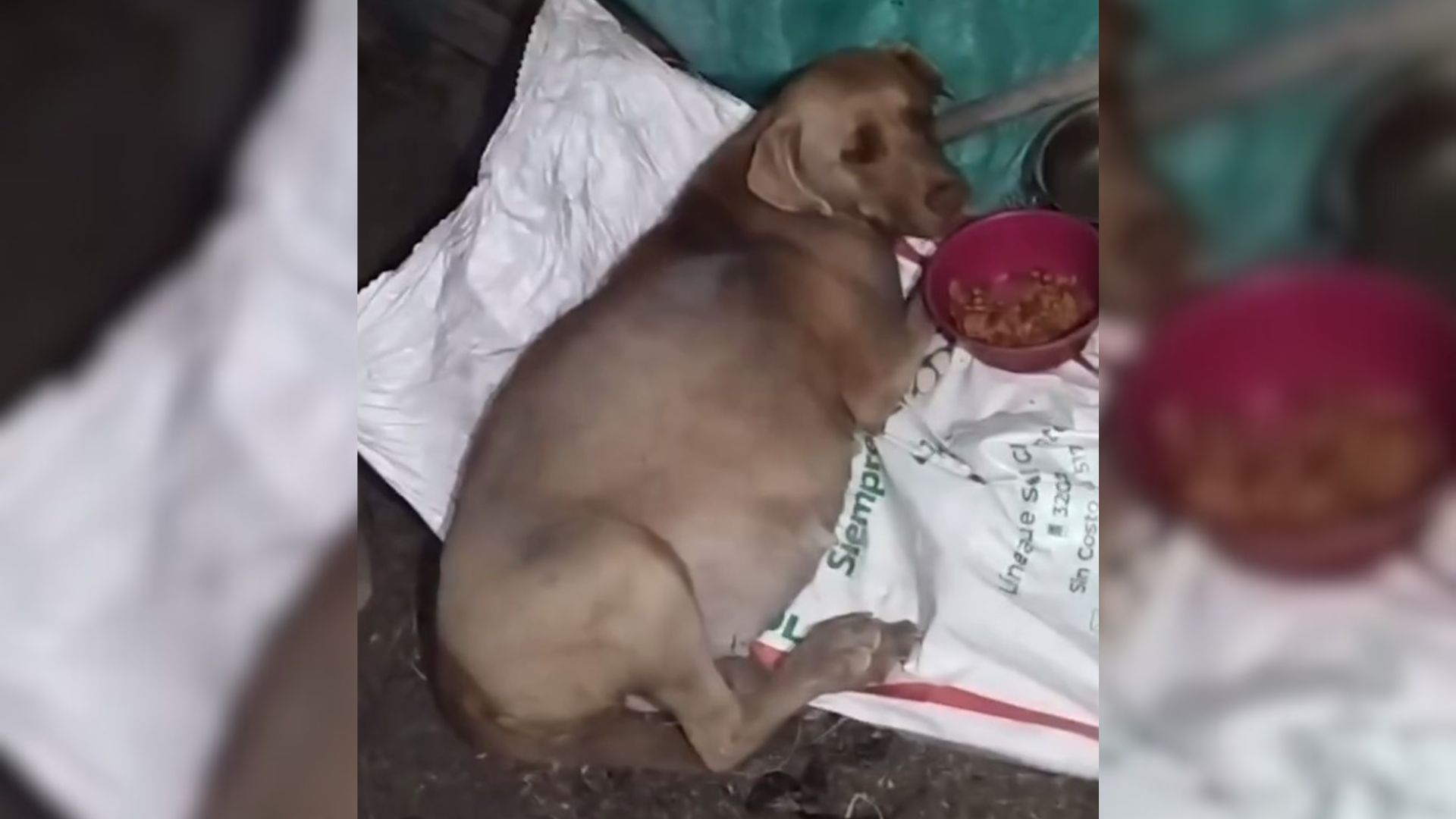 A Heavily Pregnant Dog Who Was Involved In A Car Accident And Left To Fend For Herself Started Losing Hope