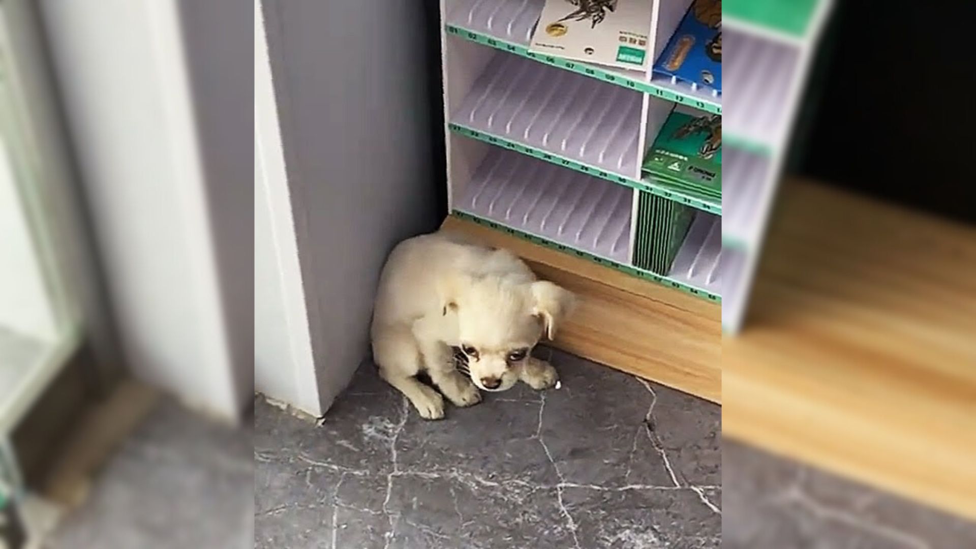 A Little Frightened Puppy Who Ran Into A Store And Curled Up In A Corner Was Begging For Help
