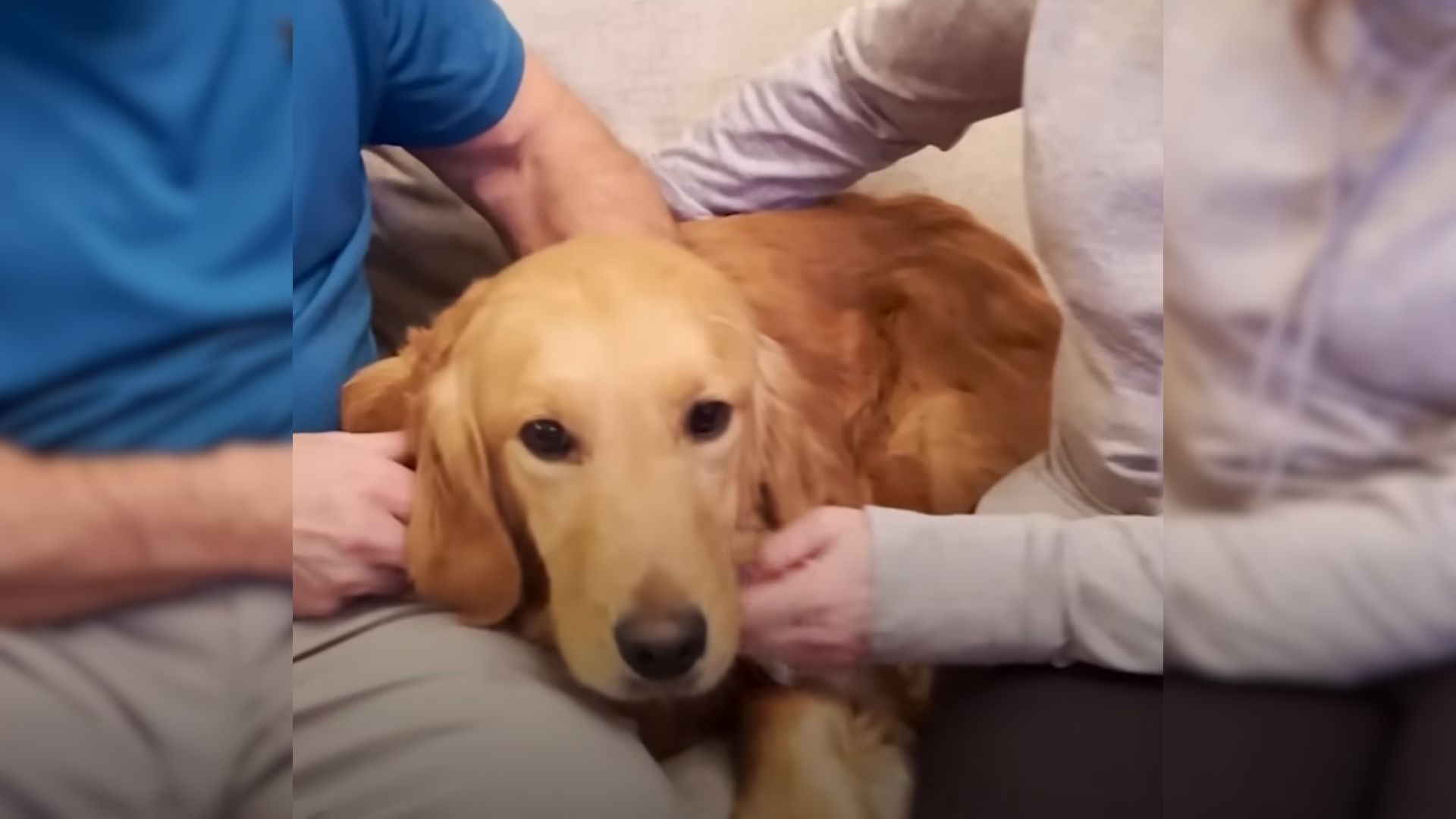 A Neglected Golden Retriever Who Spent 8 Years Locked Up In A Yard Finally Finds True Love