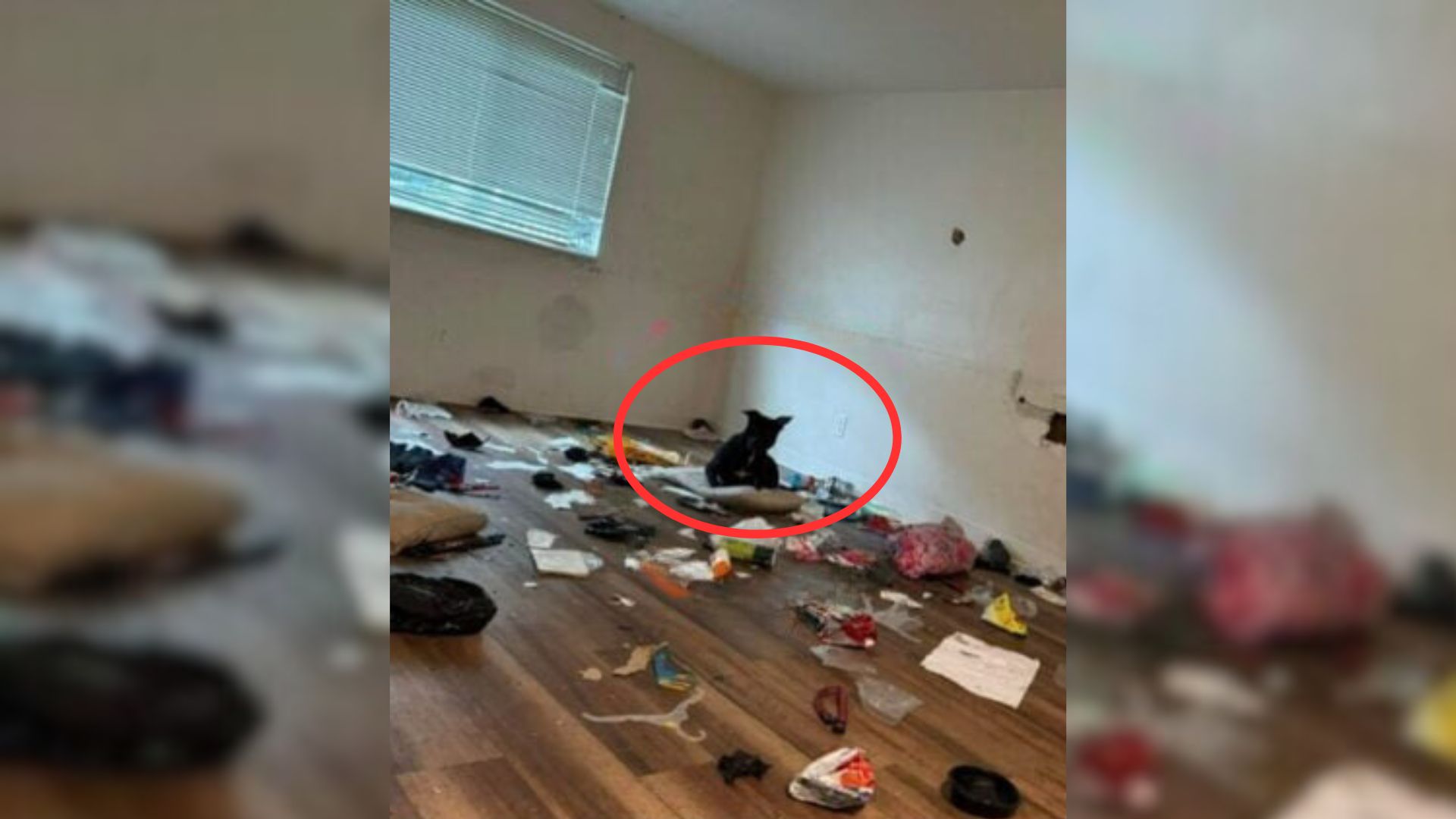 Rescuers From Ohio Were Shocked To Find A Pup In An Empty Apartment, So They Tried To Help