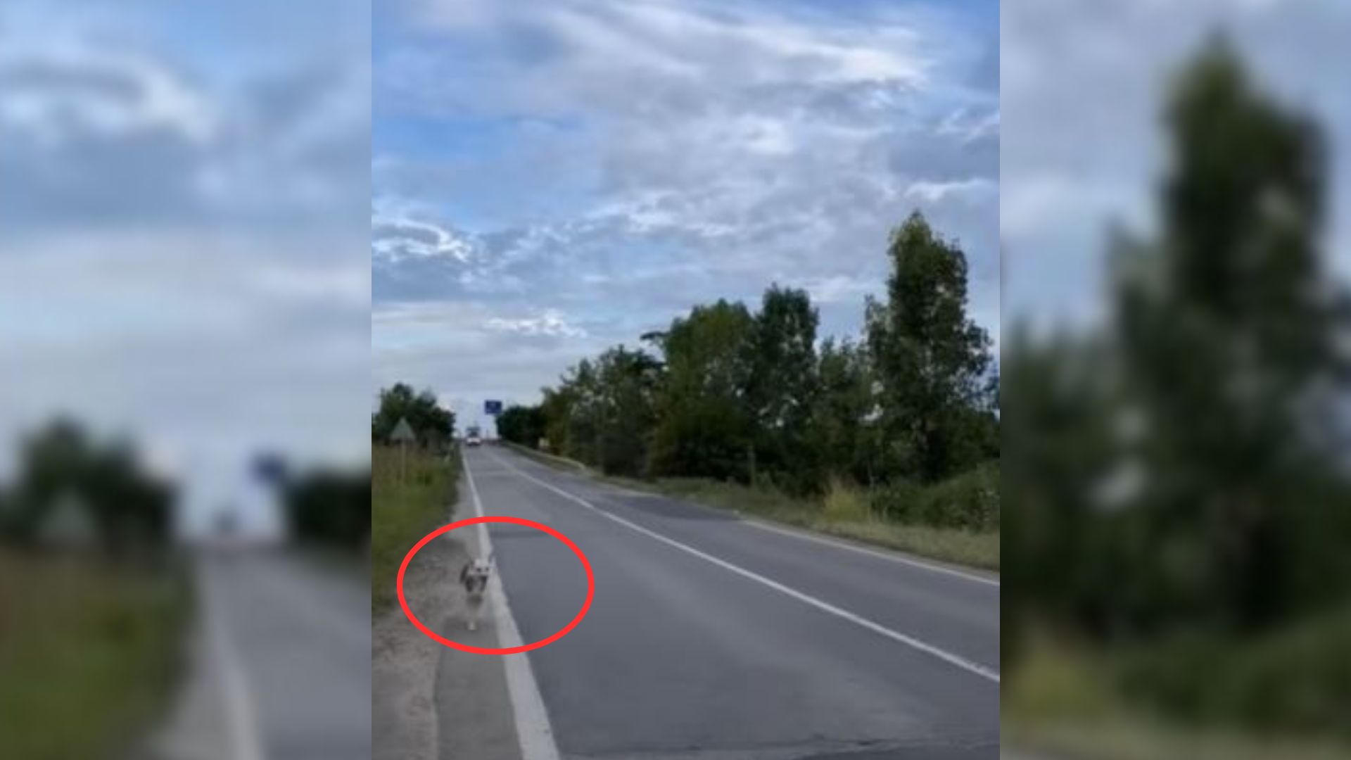 A Sweet Dog Couldn’t Stop Trembling With Fear After Her Owners Left Her On The Side Of A Road