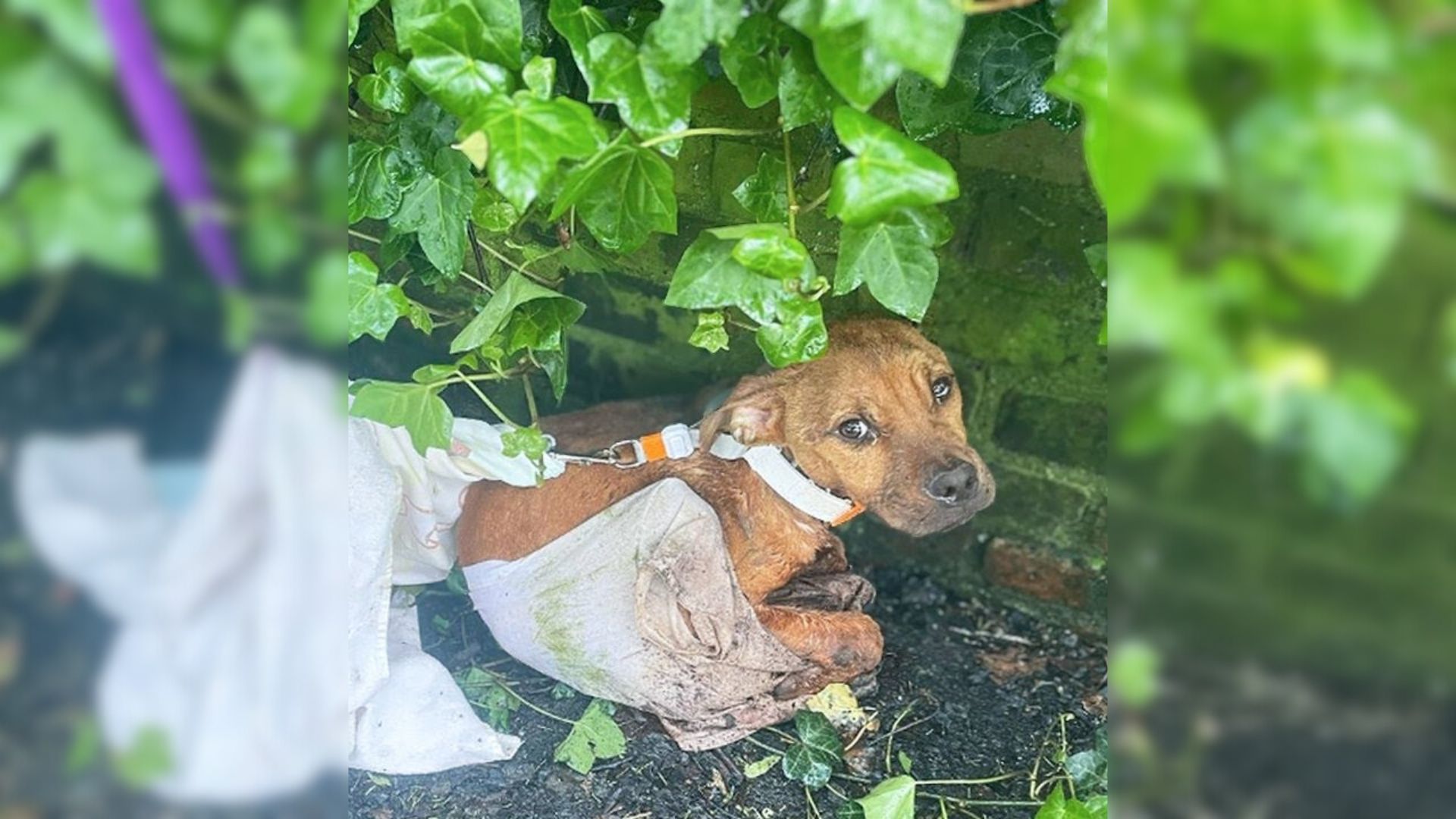 Abandoned Dog Covered In Wounds Was Desperately Crying After His Cruel Owners Tied Him To A Fence