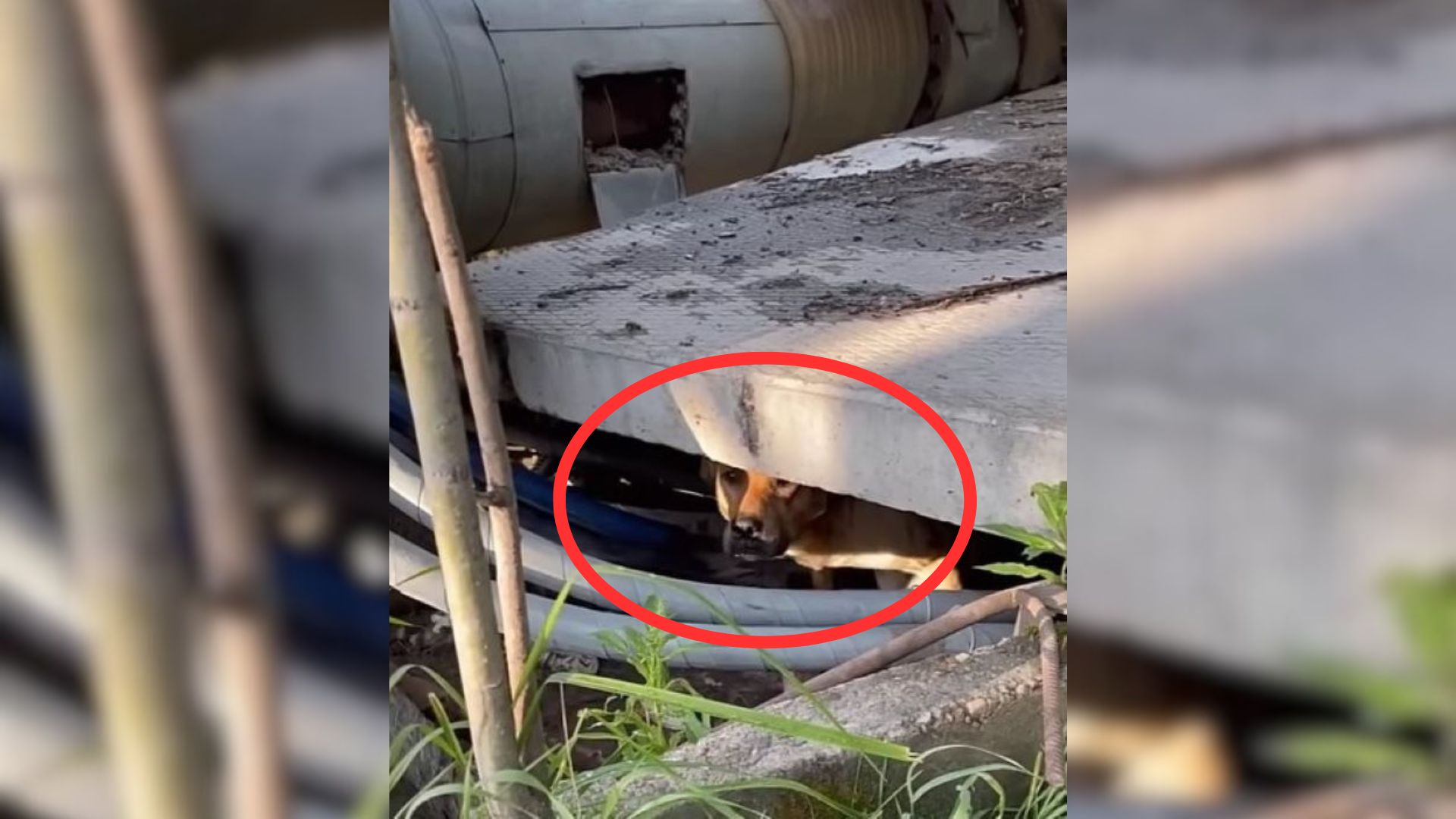 Abandoned Dog Was So Scared That He Hid Under Metal Pipes Until Rescuers Came To Save Him