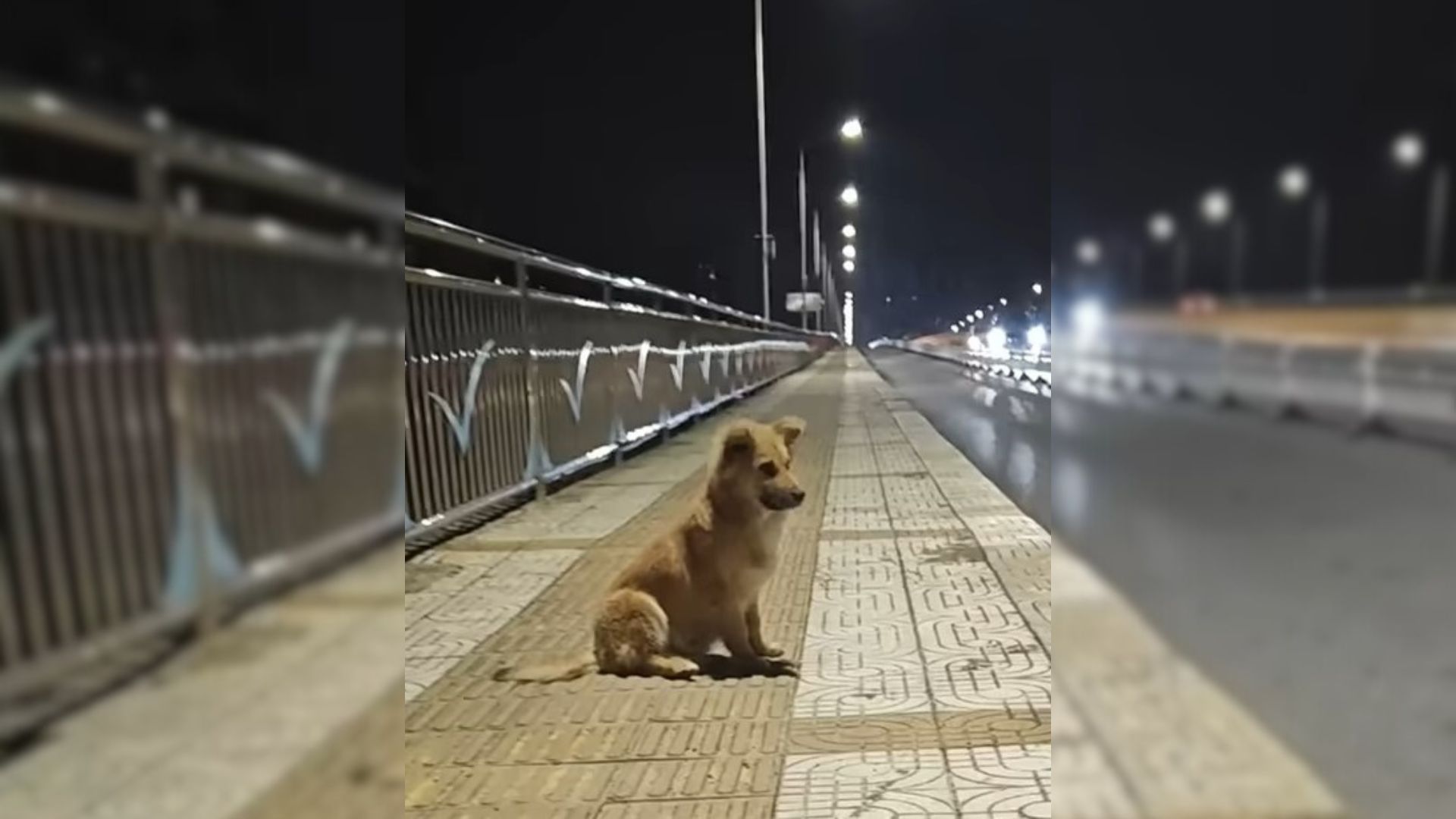 abandoned dog waiting for owner