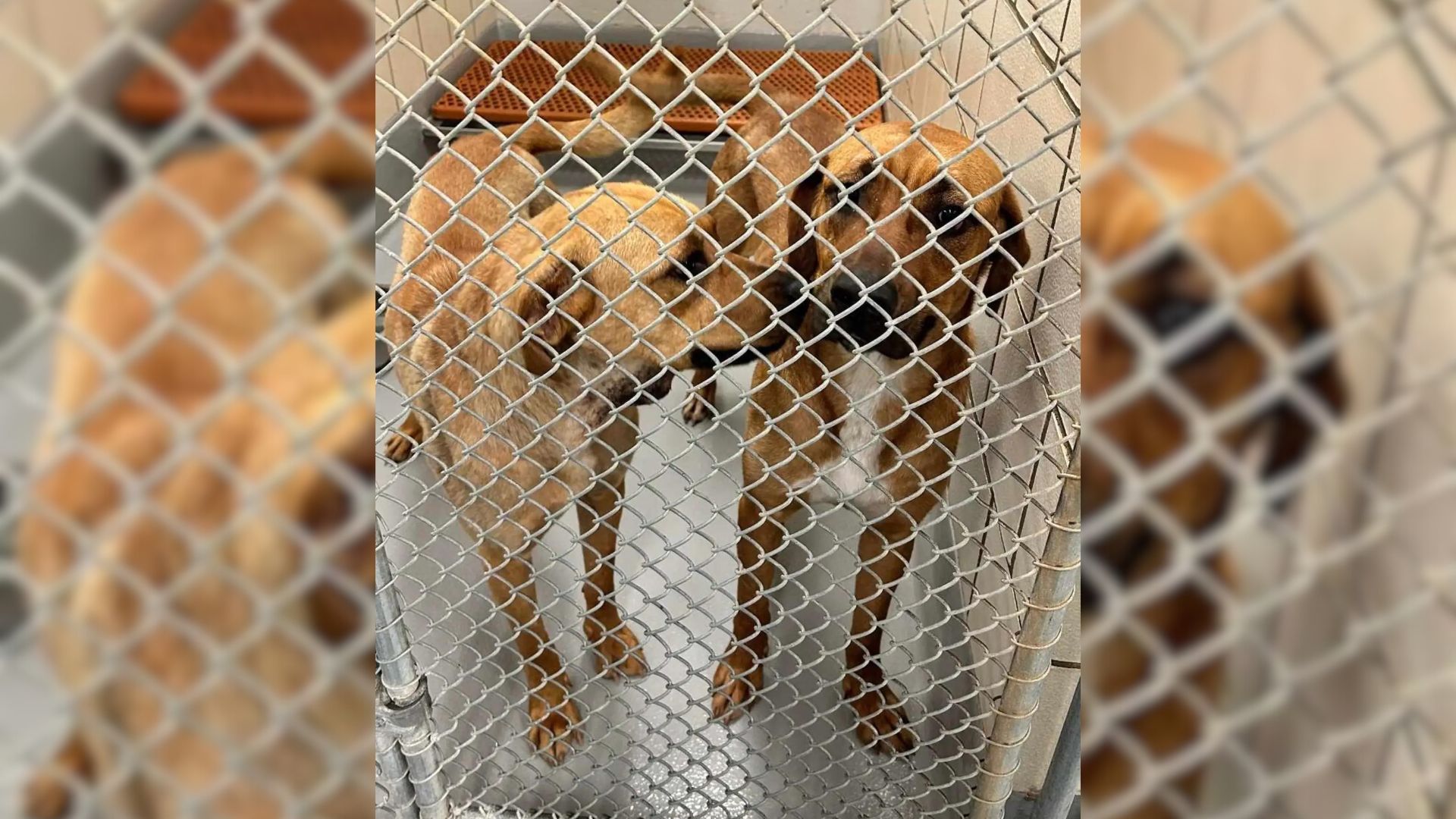 Adorable Sisters Who Refused To Leave Each Others Side Had No Idea What This Shelter Had In Store For Them   