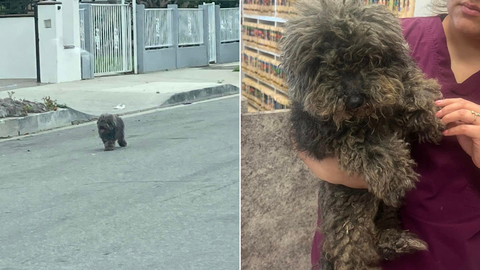 Stray Dog Who Was Found Eating Trash Makes An Incredible Transformation In His Rescuer’s Care