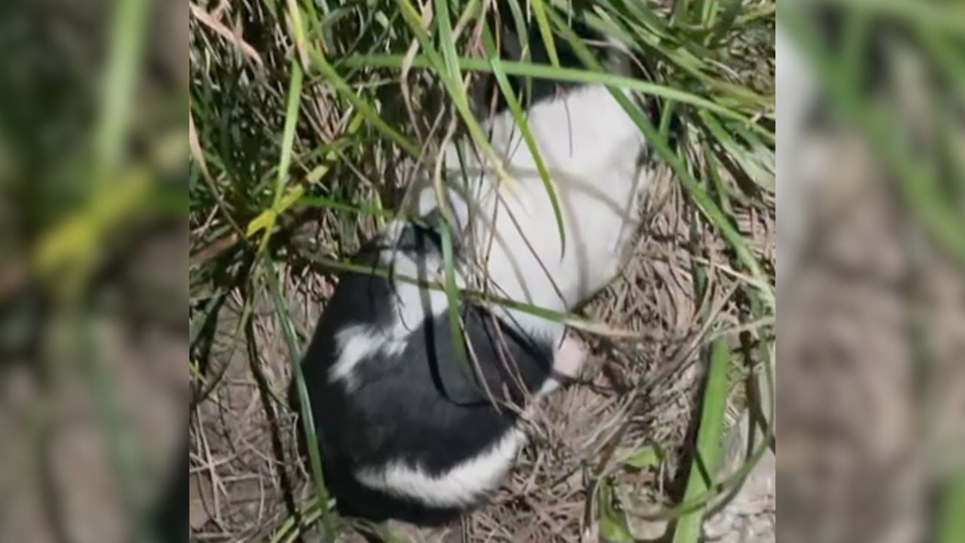 Abandoned Two-Week-Old Puppy Found Crying Loudly In The Grass, Separated From His Mom