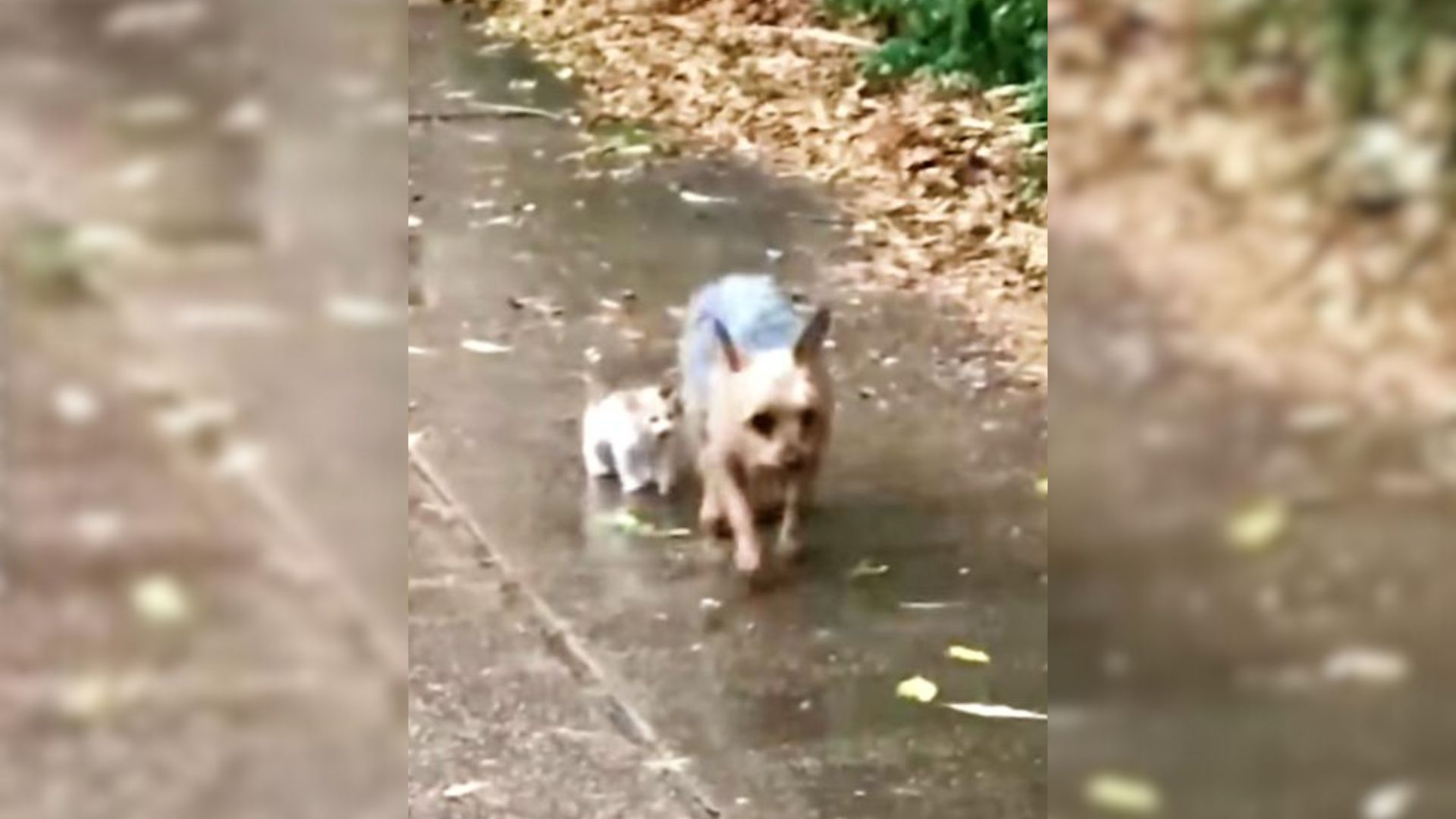 An Adorable Yorkshire Terrier Grabbed His Superhero Suit And Helped A  Homeless Kitten Find A Loving Home