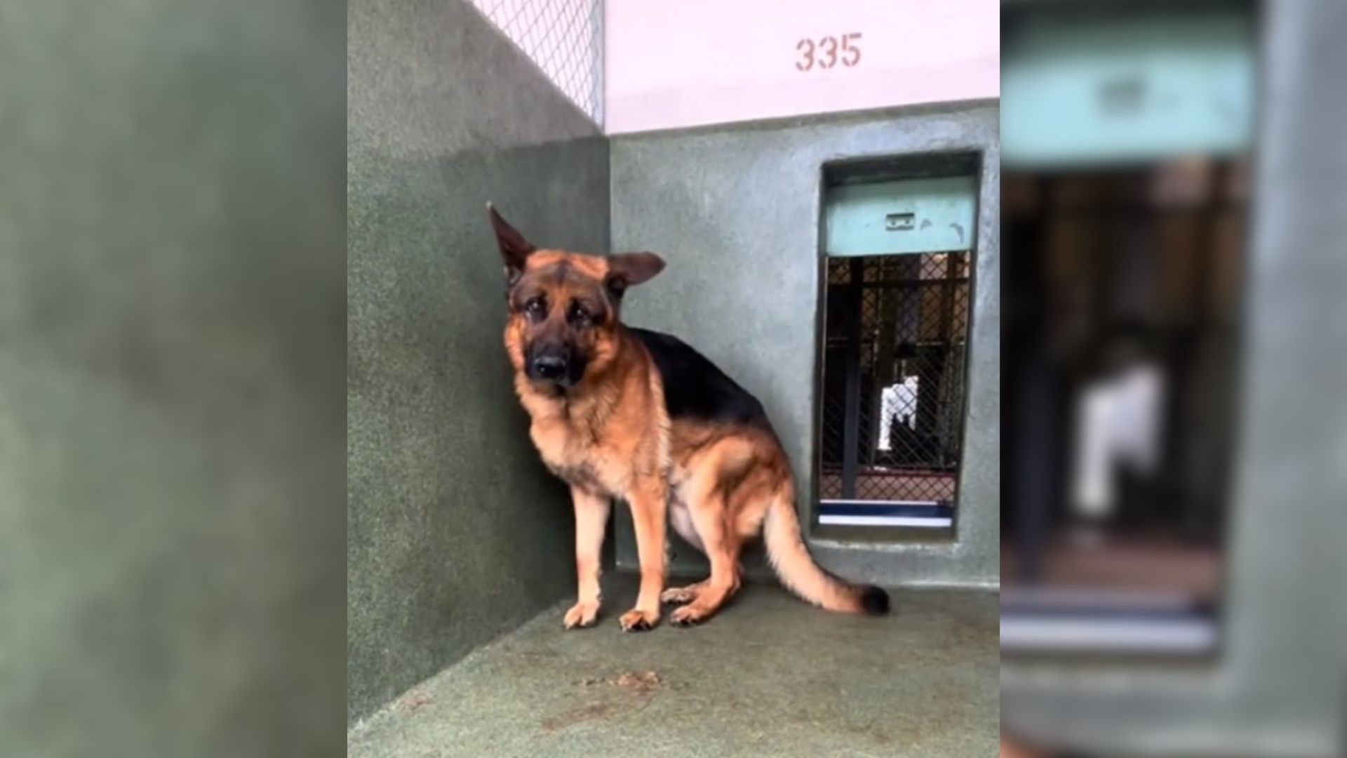 Anxious German Shepard Was So Stressed In The Shelter That He Couldn’t Stop Spinning In Circles