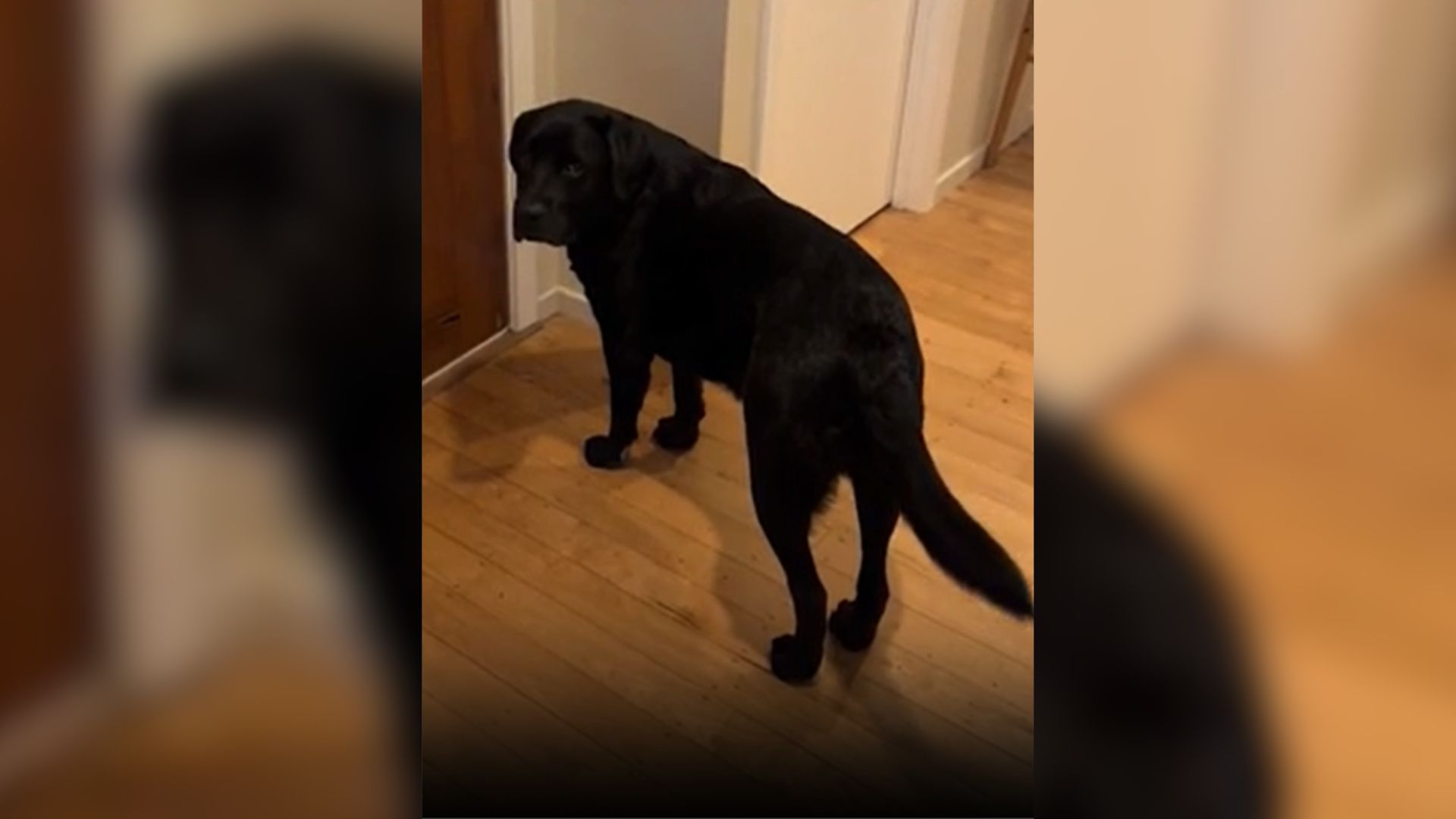 Arthur, The Lab, Is So Much More Than Just A Dog And You’re About To See What