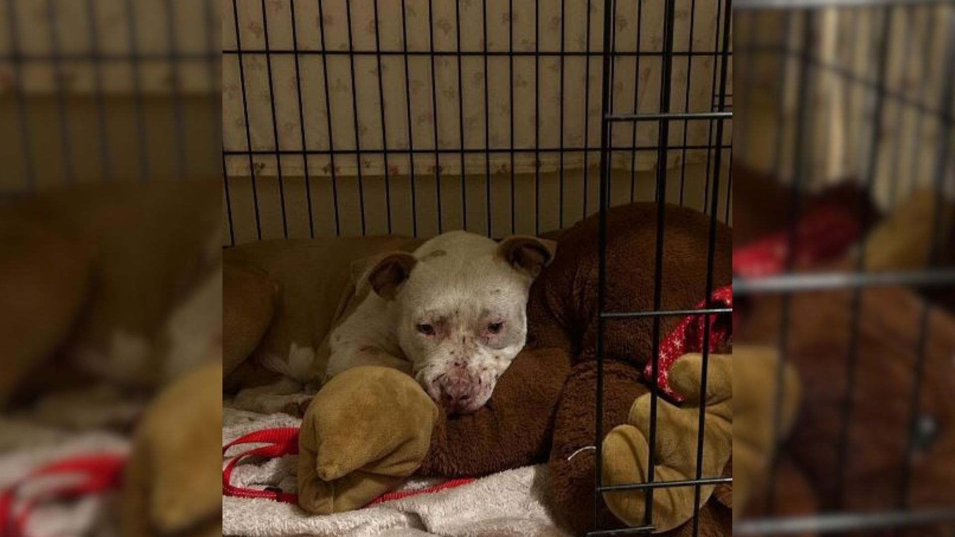 Completely Shut Down Pitbull Sticks To The Back Of Her Crate, Until She Discovers True Love