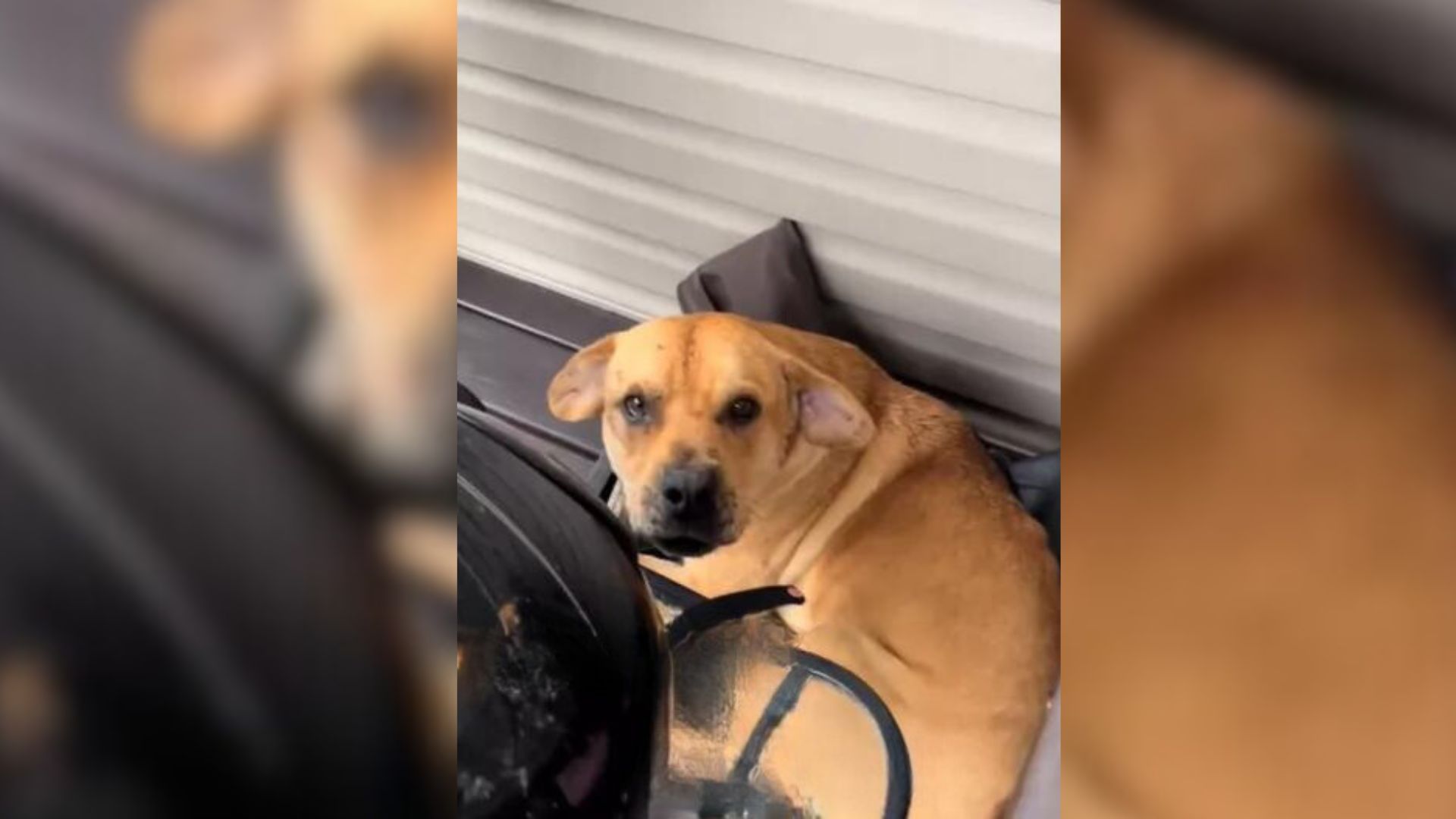 Couple Was Surprised To See A Dog Sleeping On Their Airbnb Porch So They Decide To Adopt Him