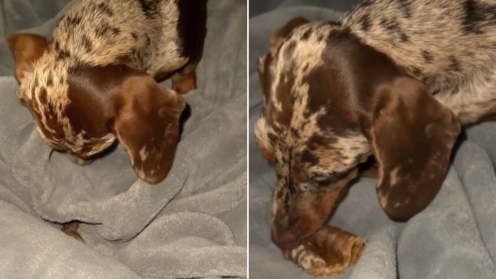 Dachshund Puppy Hides His Snacks In The Most Obvious Place Ever
