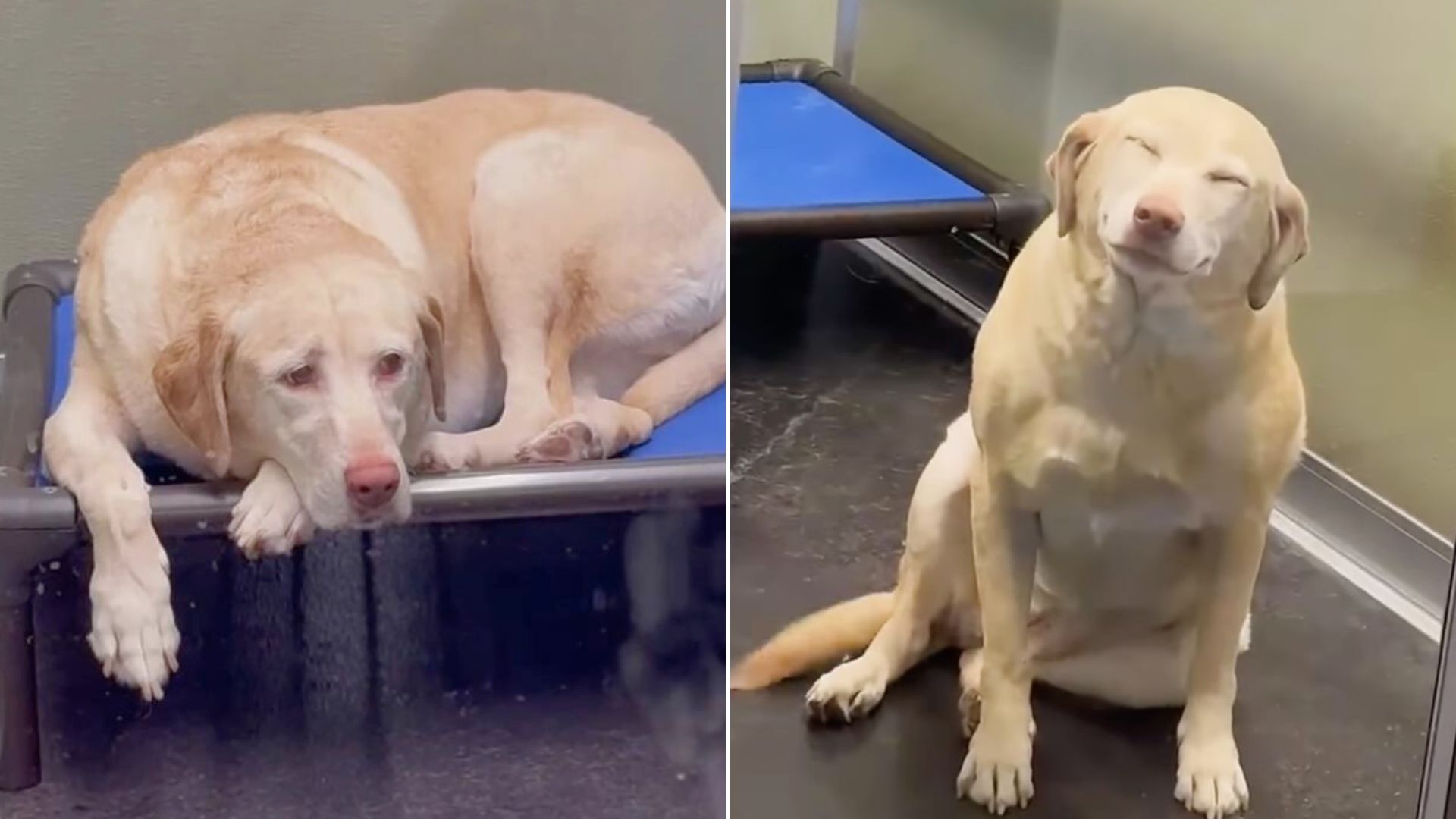 Dog Blossomed When She Heard Her Mom’s Voice Again After A Week In The Boarding Facility