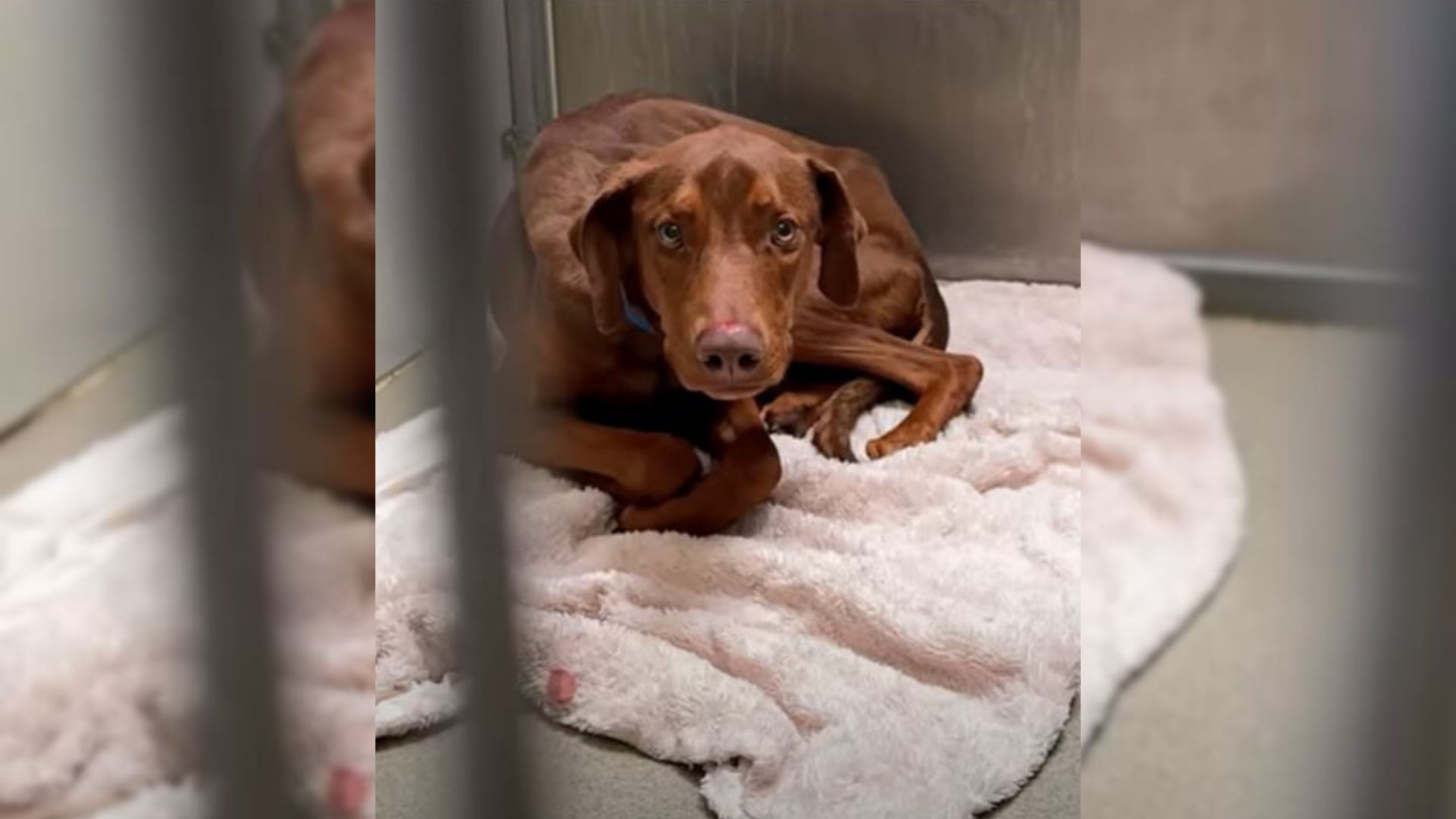 Witness This Pup’s Sweet Reaction To Being Called A Good Boy For The First Time