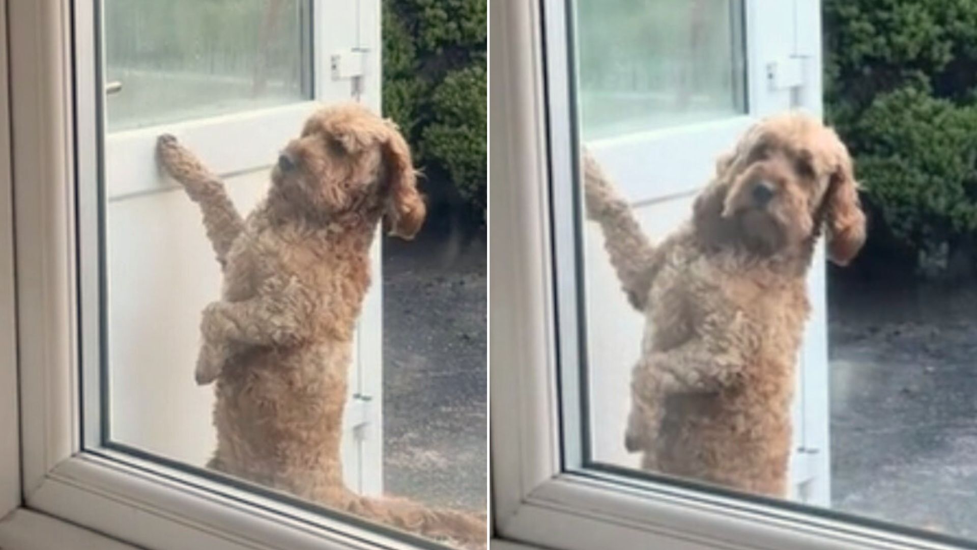 This Dog Who ‘Acted’ Like A Human When He Knocked On The Door Will Make Your Day