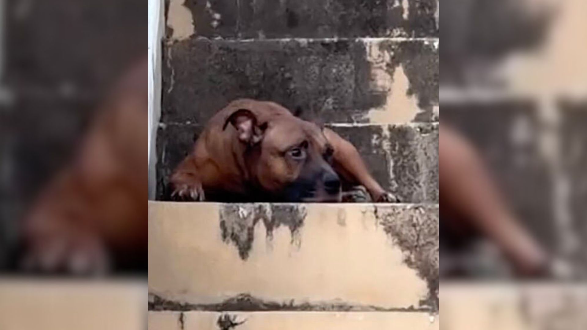 Dog Waits On Steps Of Empty Home After His Owner Passes Away, Unaware That He’s All Alone Now