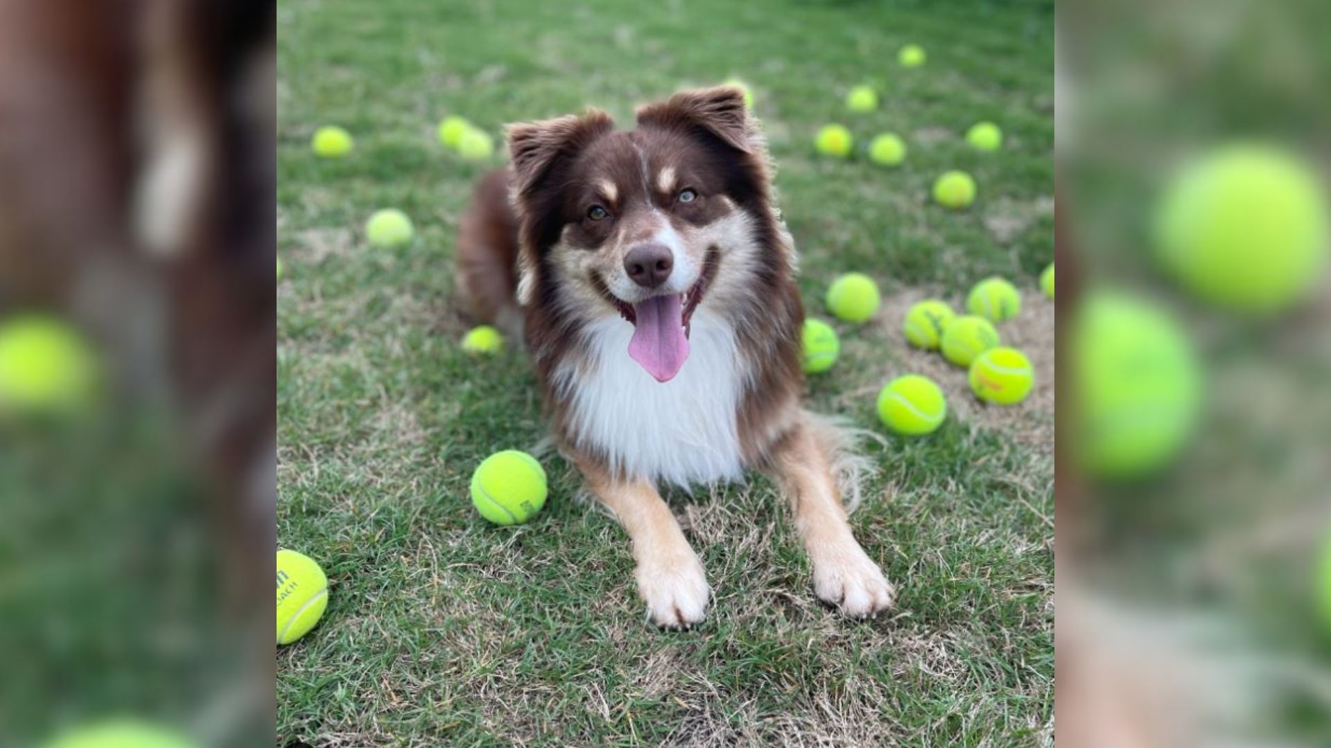 Dog Who Has Only Lived In Apartments Finally Gets A Home With A Yard